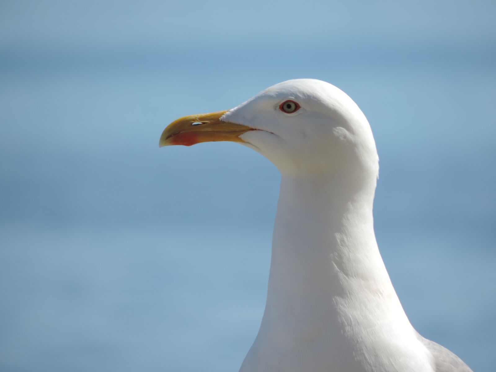 Nikon Coolpix P520 sample photo. Animal, seagull photography