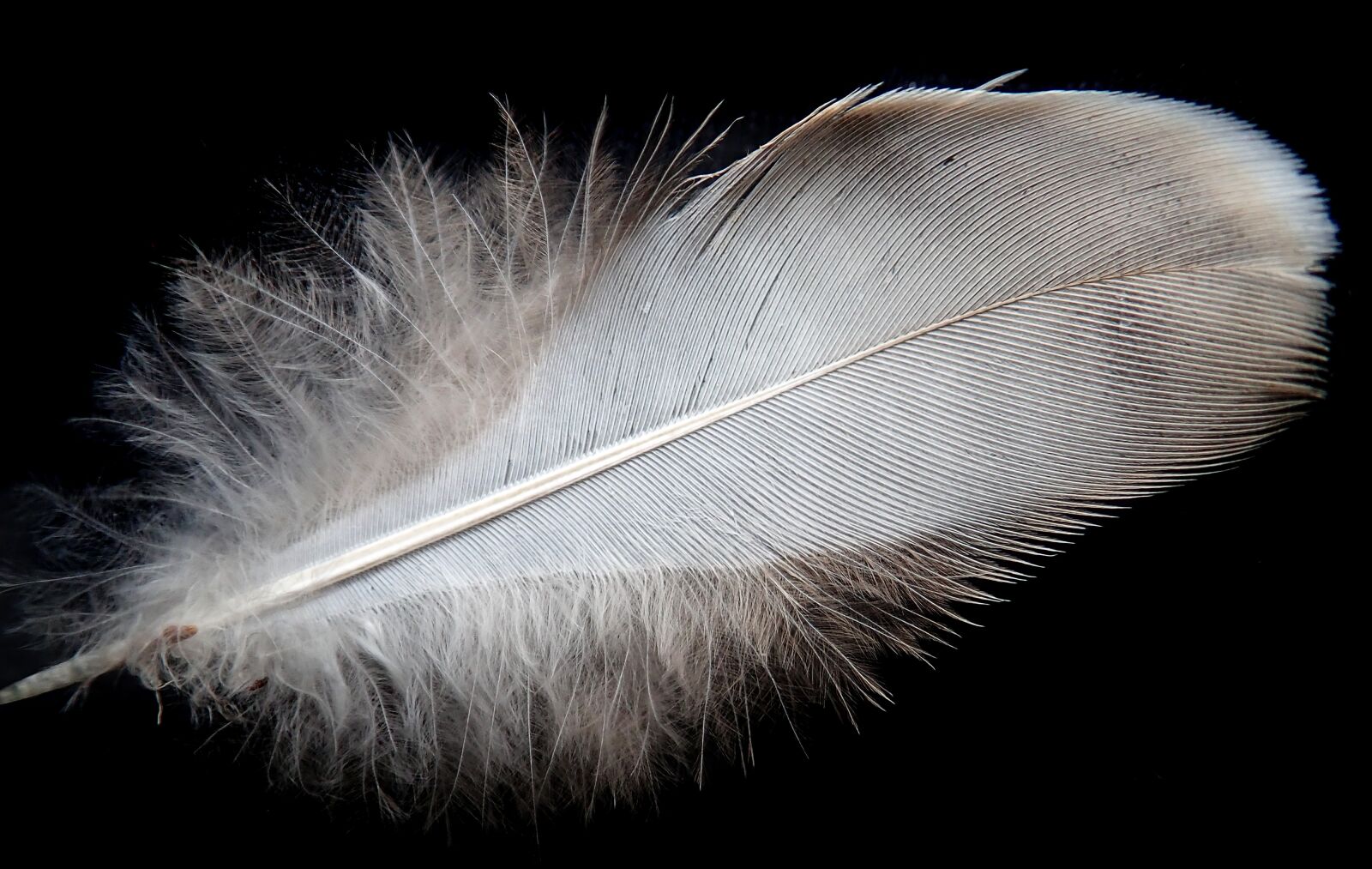 Olympus TG-5 sample photo. Feather, white, bird photography