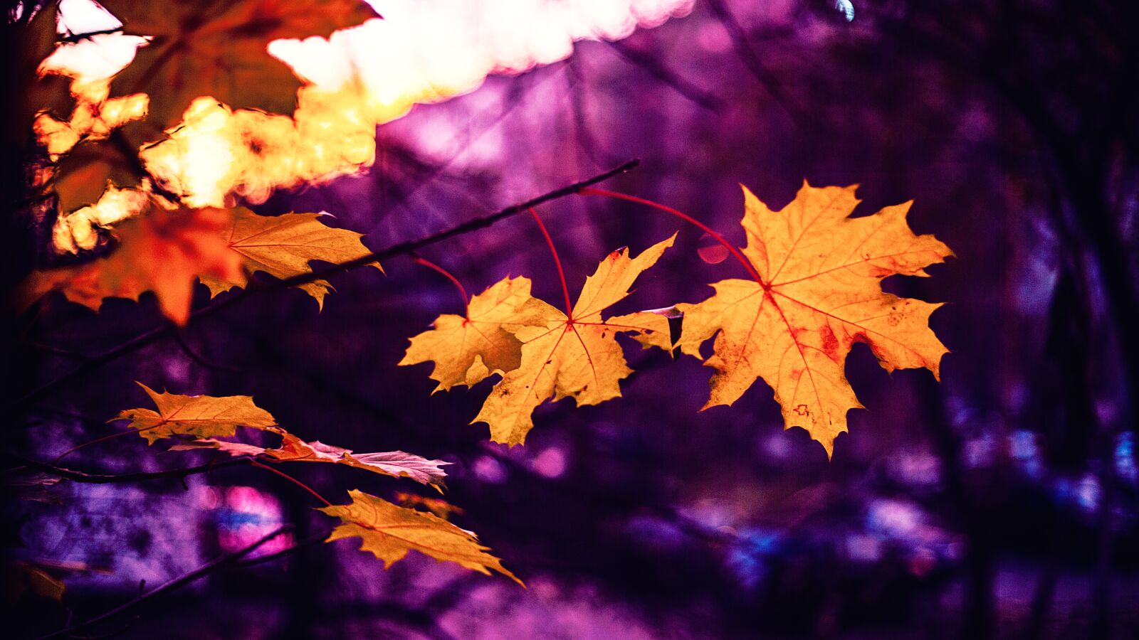 Canon EOS 5D Mark III sample photo. Autumn, sheets, pink photography