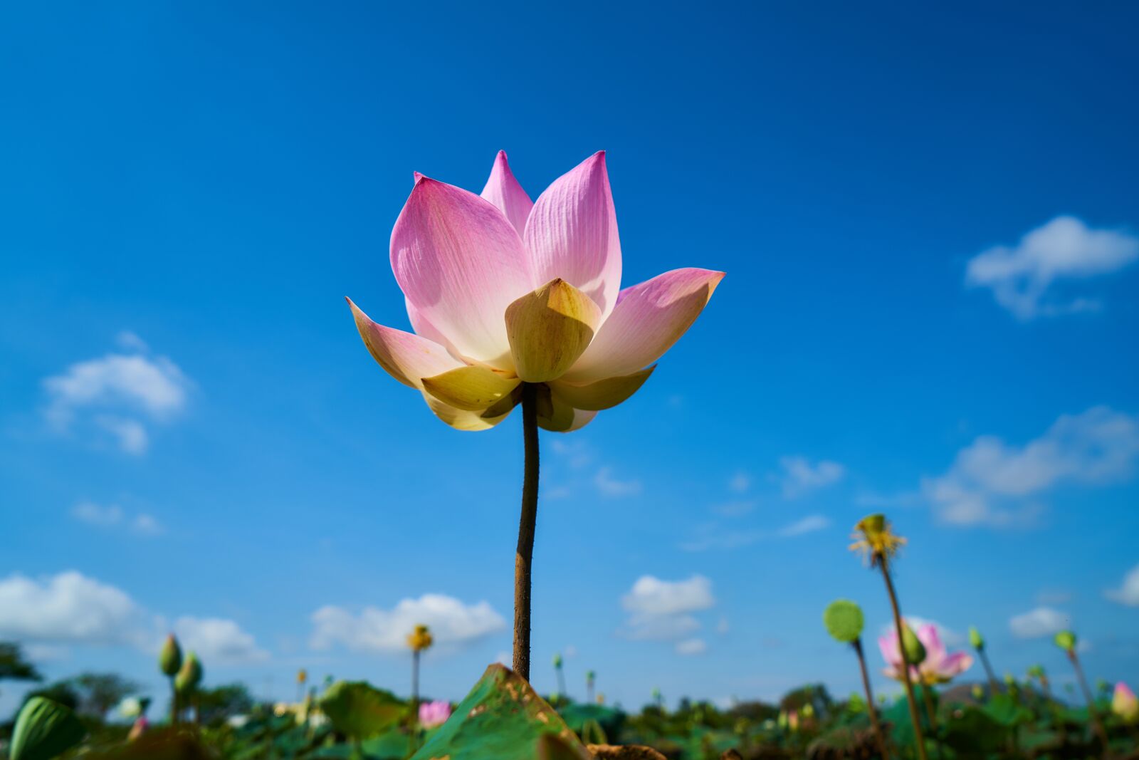 Sony a7R II sample photo. Flower, pink, lotus photography