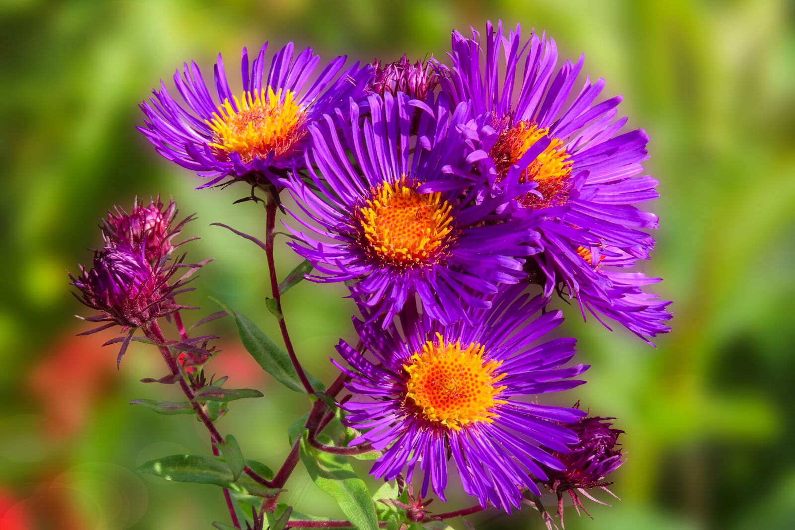 Canon PowerShot SX740 HS sample photo. Asters, flowers, bloom photography