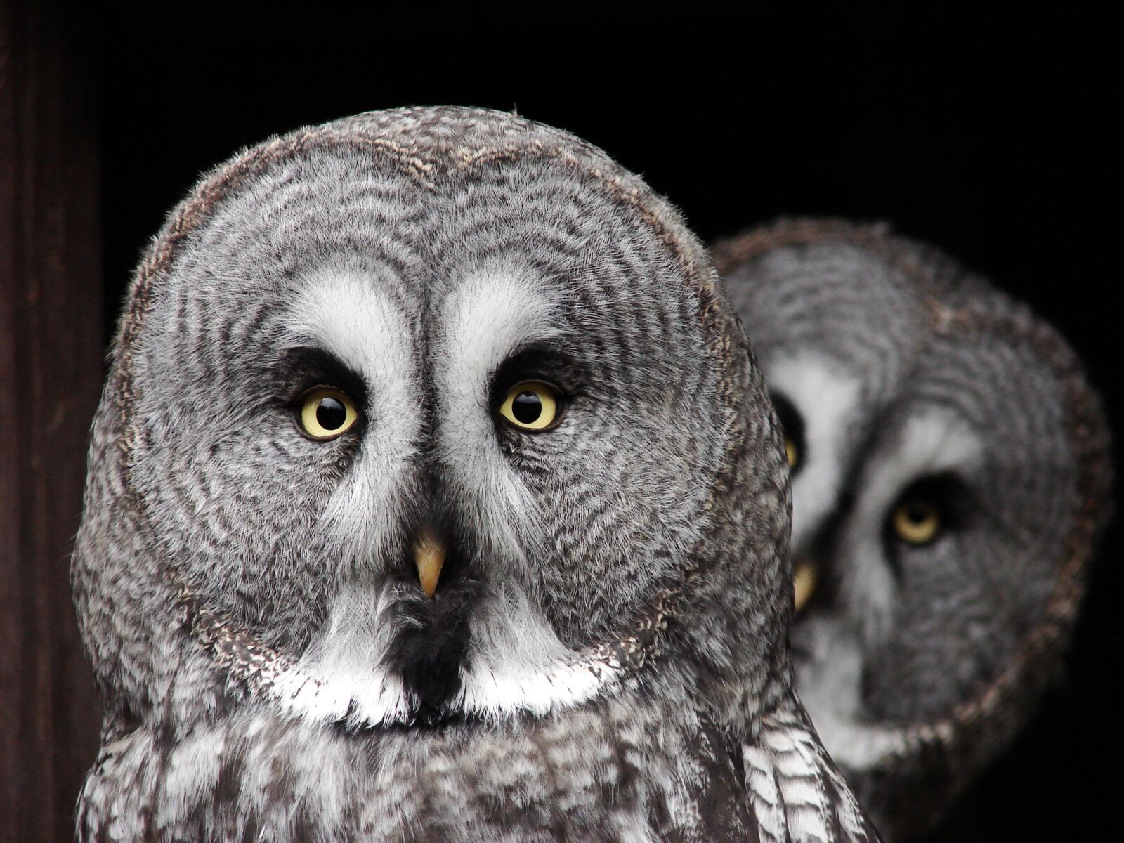 Sony DSC-H2 sample photo. The great grey owl photography