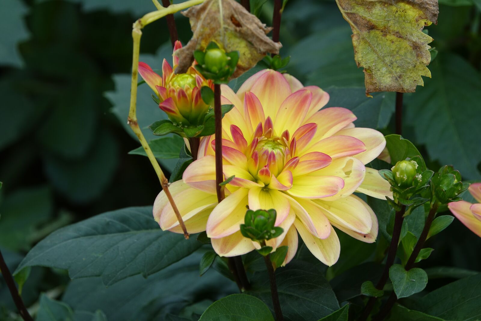 Sony Cyber-shot DSC-RX10 III sample photo. Dahlia, vend e, flowering photography