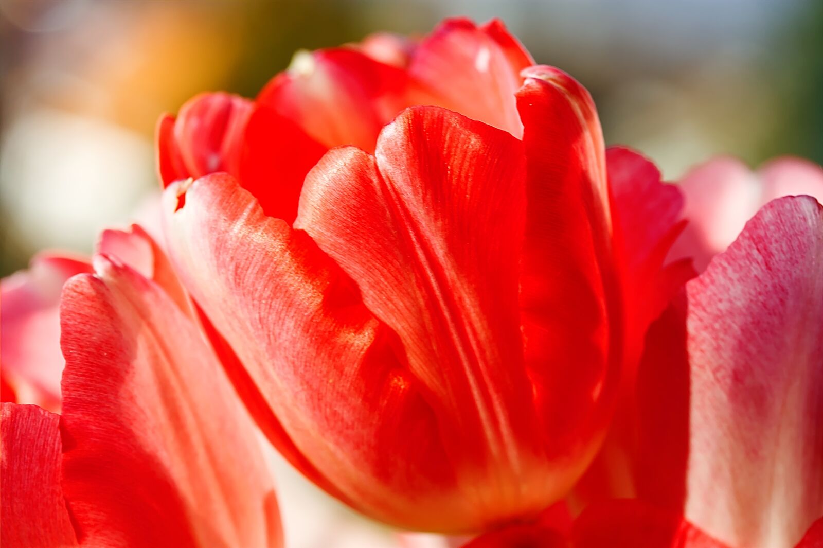 Canon EOS 450D (EOS Rebel XSi / EOS Kiss X2) sample photo. Tulip, flower, spring photography