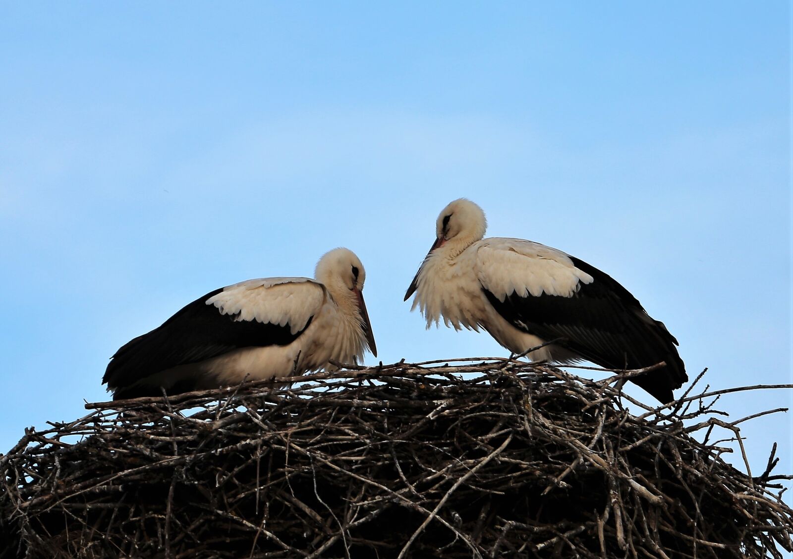Canon EF 70-300 F4-5.6 IS II USM sample photo. Two young storks, nest photography