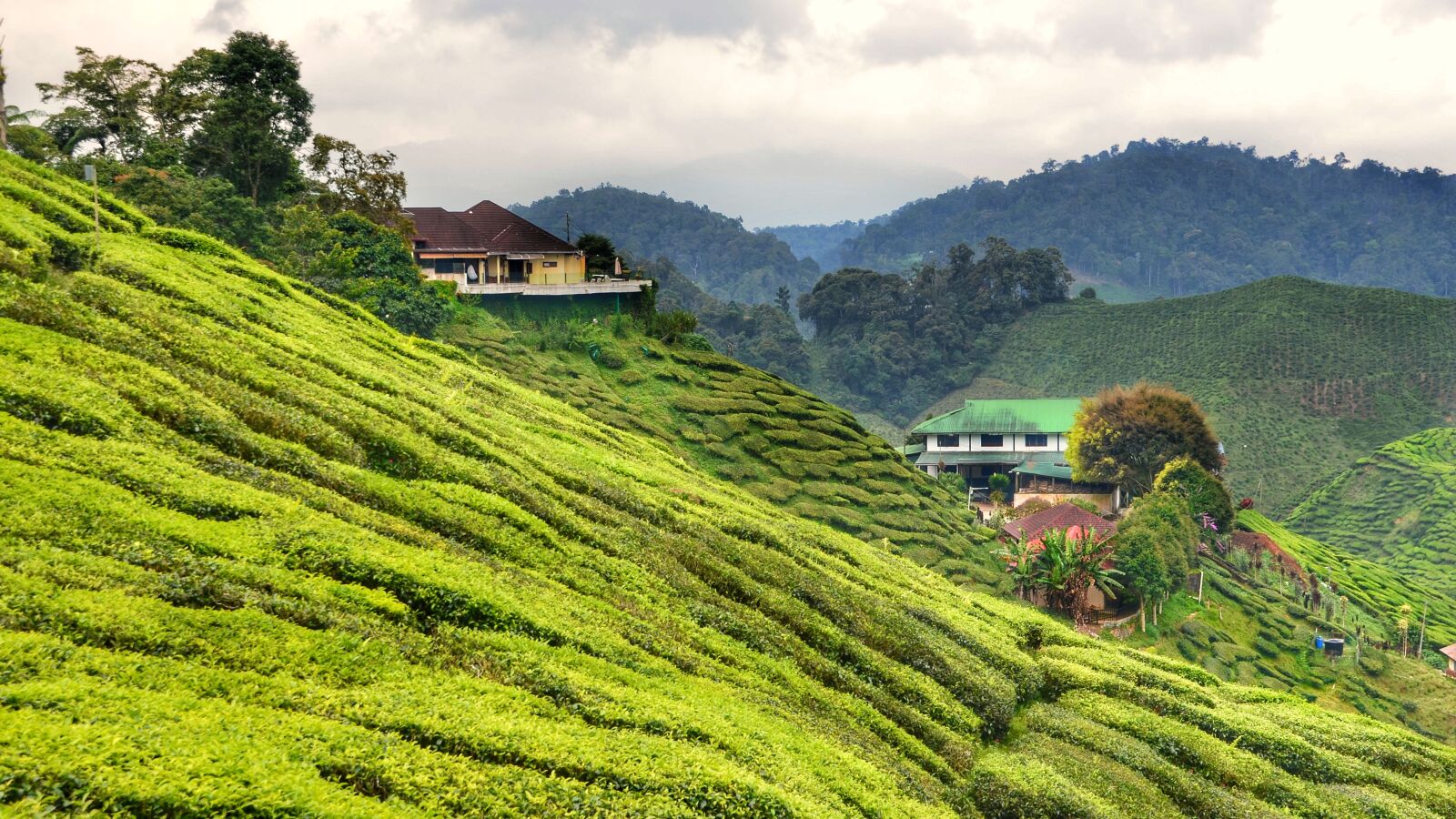 Nikon D5100 sample photo. Tea, plantation, cameron photography