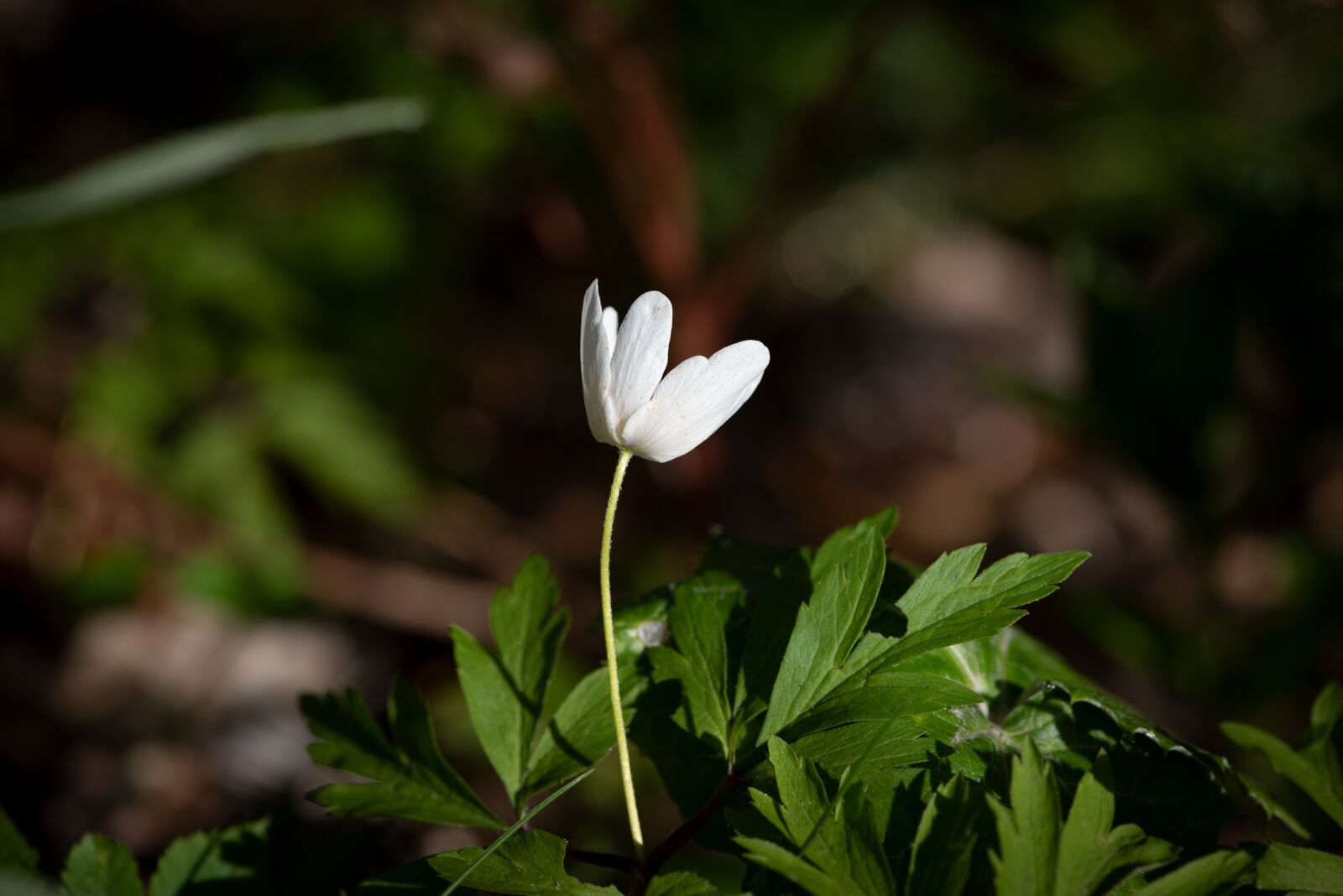 Nikon D750 sample photo. Flower, blossom, bloom photography