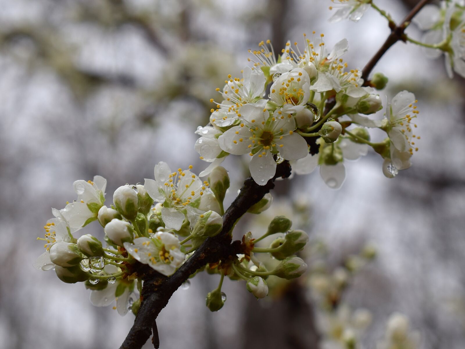 Nikon D3300 sample photo. Cherry blossoms in the photography