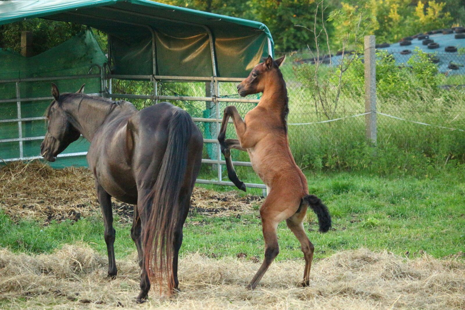 Canon EOS 100D (EOS Rebel SL1 / EOS Kiss X7) sample photo. Horse, foal, suckling photography