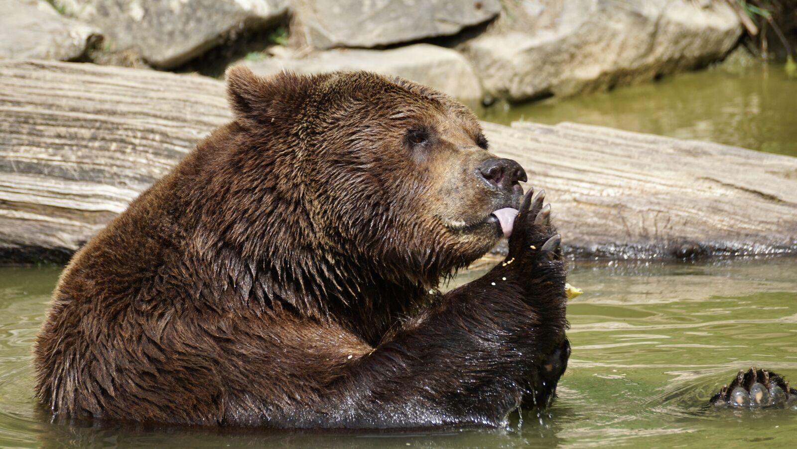 Sony DT 55-300mm F4.5-5.6 SAM sample photo. Bear, brown bear, animals photography