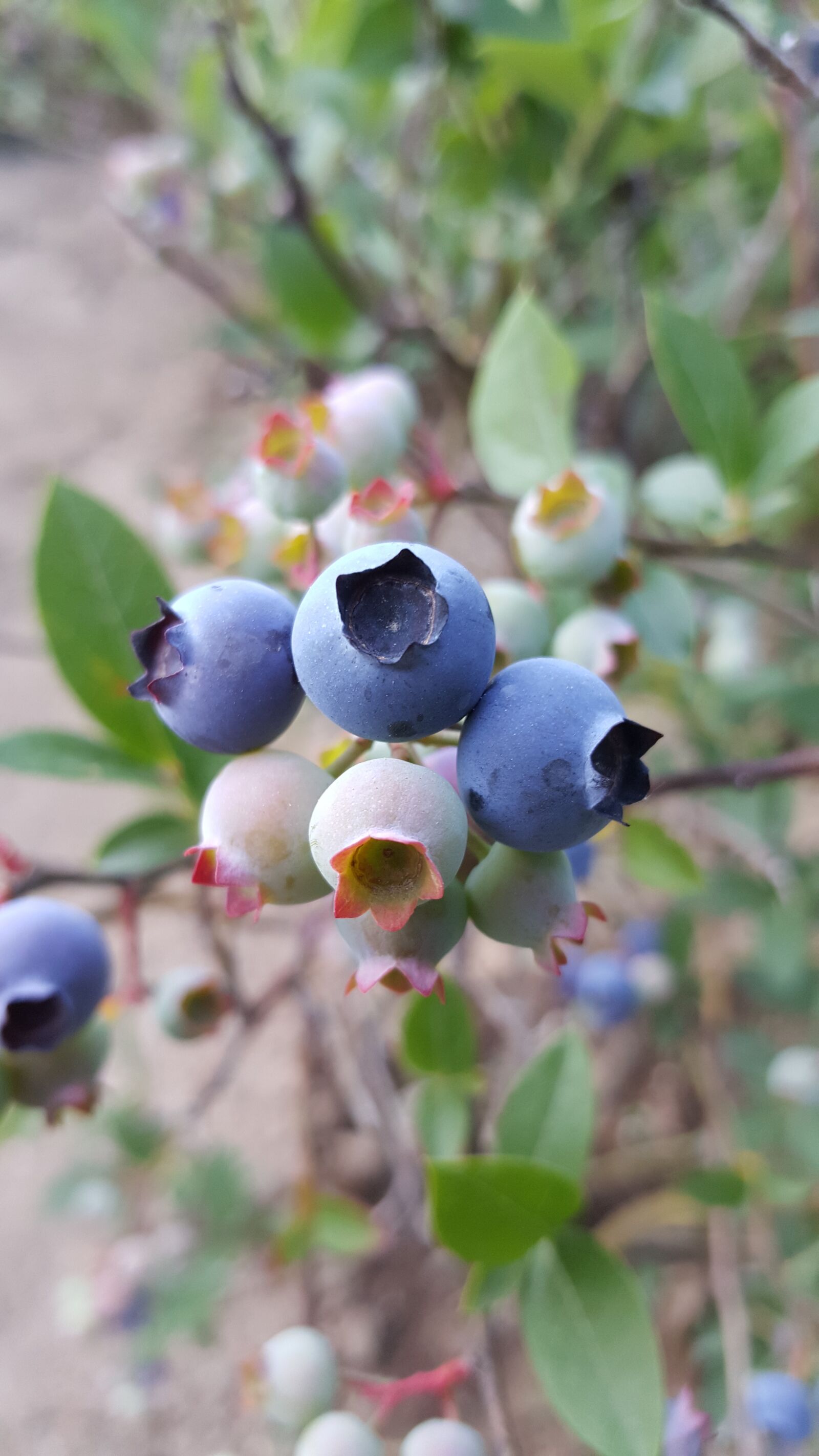 Samsung Galaxy Note5 sample photo. Blueberry, berry, sweet photography