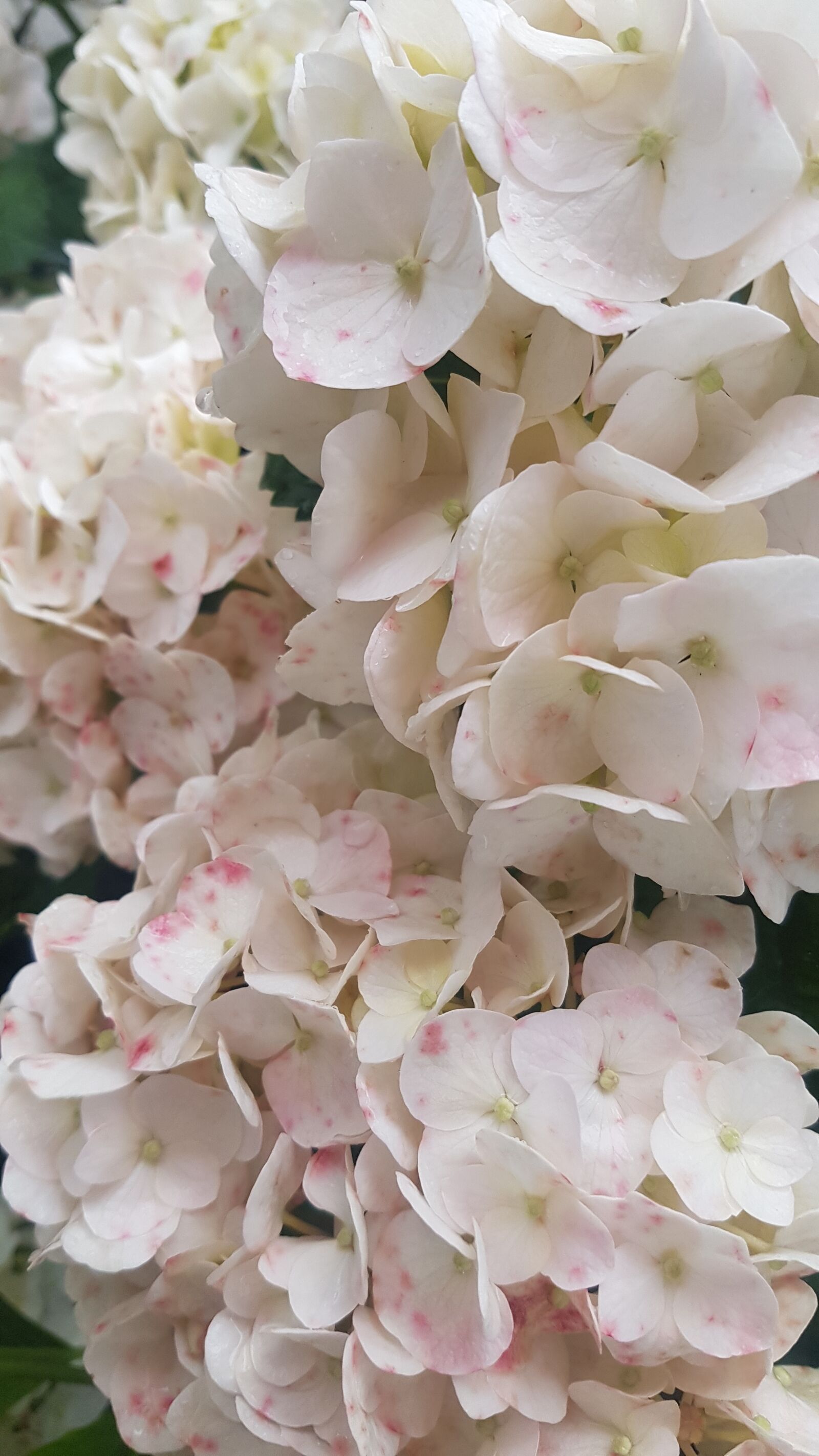 Samsung Galaxy S7 sample photo. Flower, white, hortensia photography