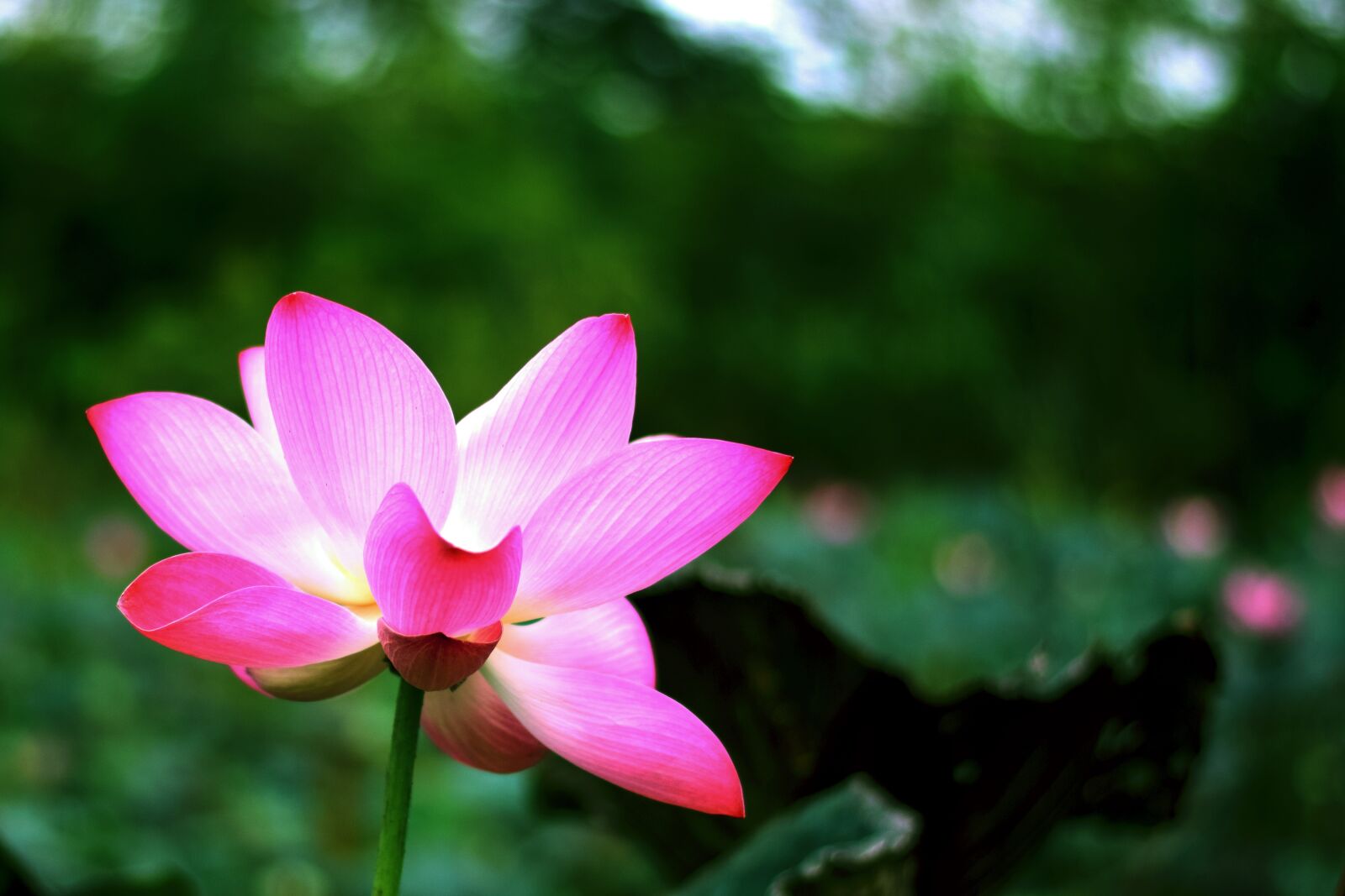 Nikon D5300 sample photo. Lotus, flowers, nature photography