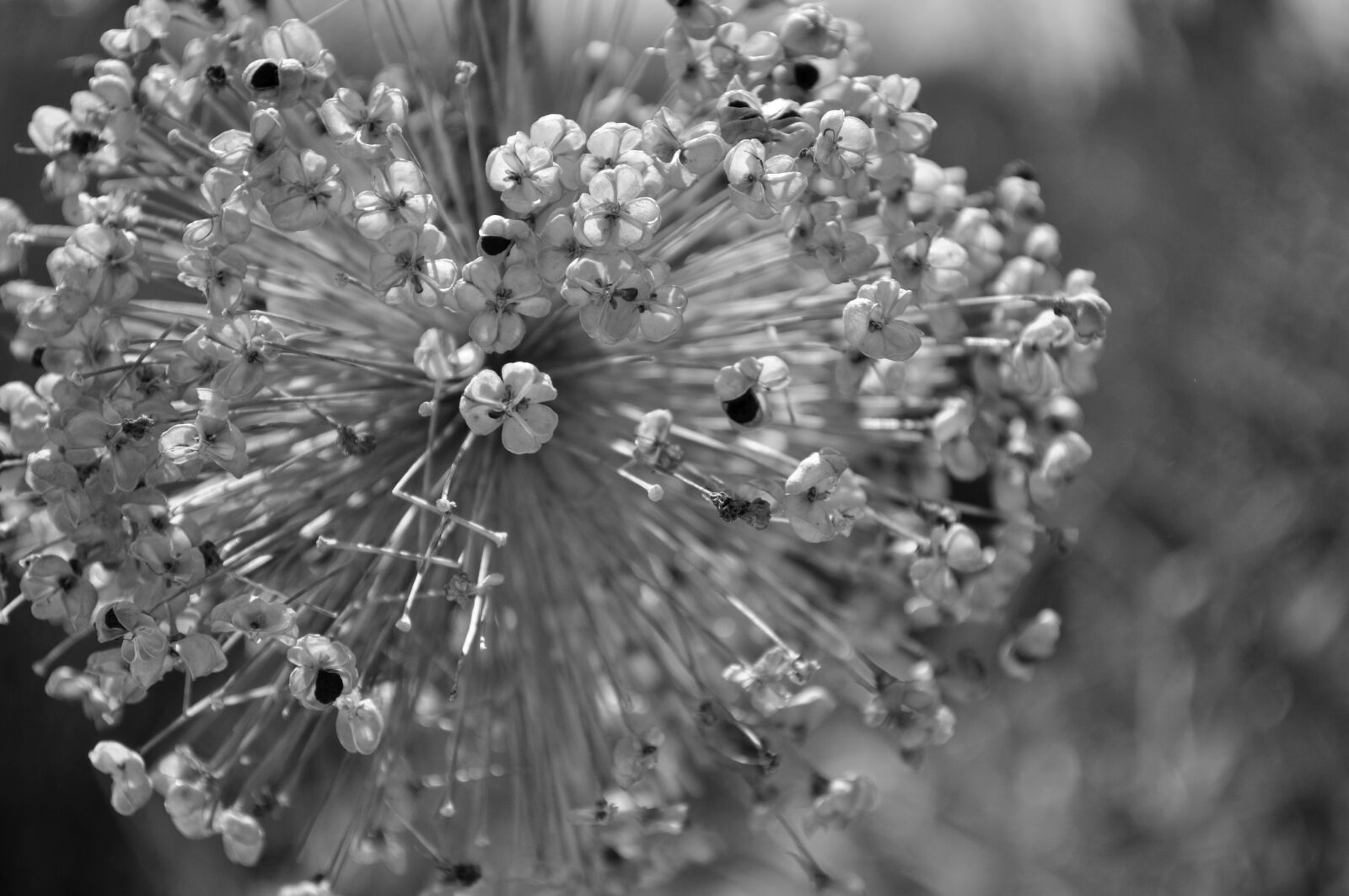 Nikon D5000 sample photo. Ornamental onion, nature, flower photography