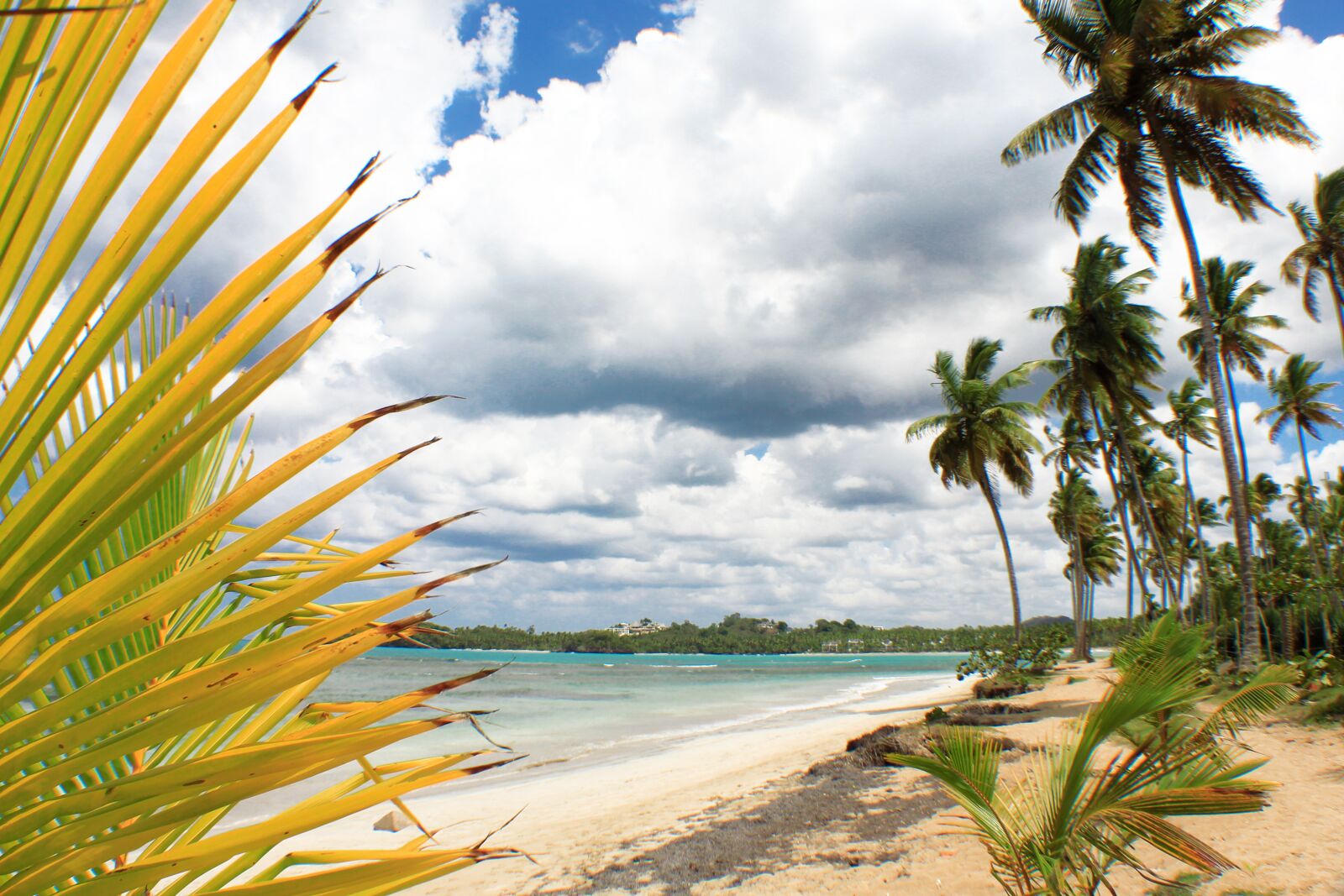 Canon EOS 550D (EOS Rebel T2i / EOS Kiss X4) sample photo. Beach, palm, sun photography