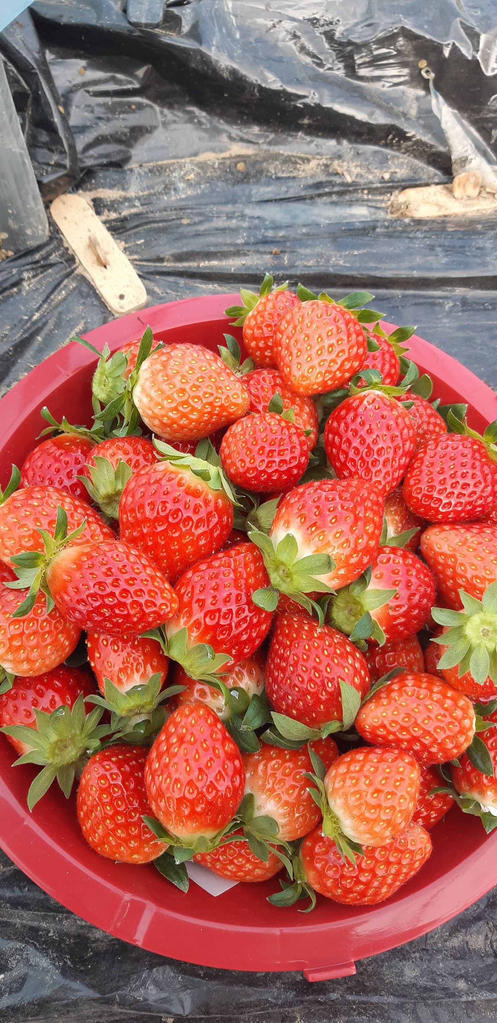 Samsung Galaxy A8(2018) sample photo. Strawberry, discussion background berries photography