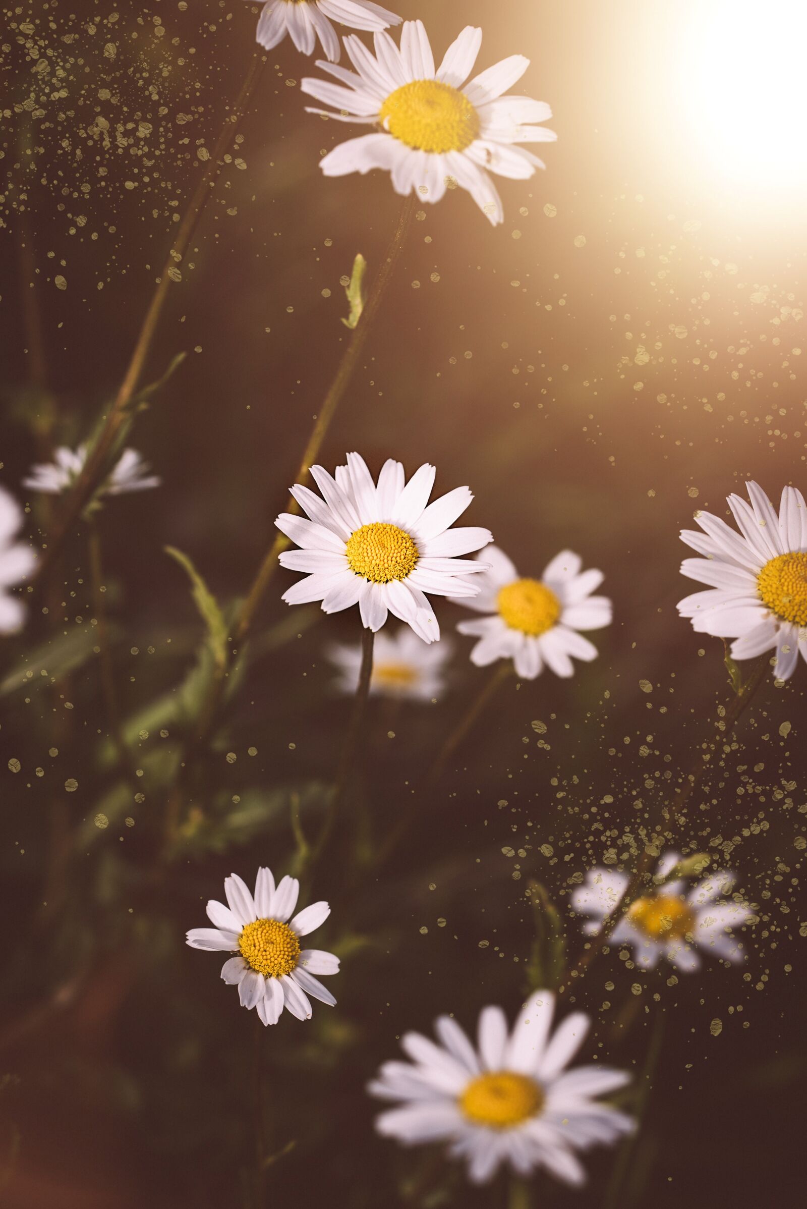 Nikon D750 sample photo. Daisies, flowers, white photography