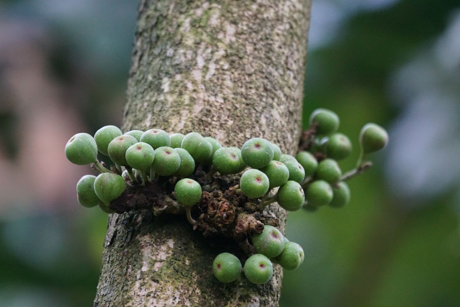 Sony ILCA-77M2 + Sony 70-400mm F4-5.6 G SSM sample photo. Rubber tree, linden leafy photography