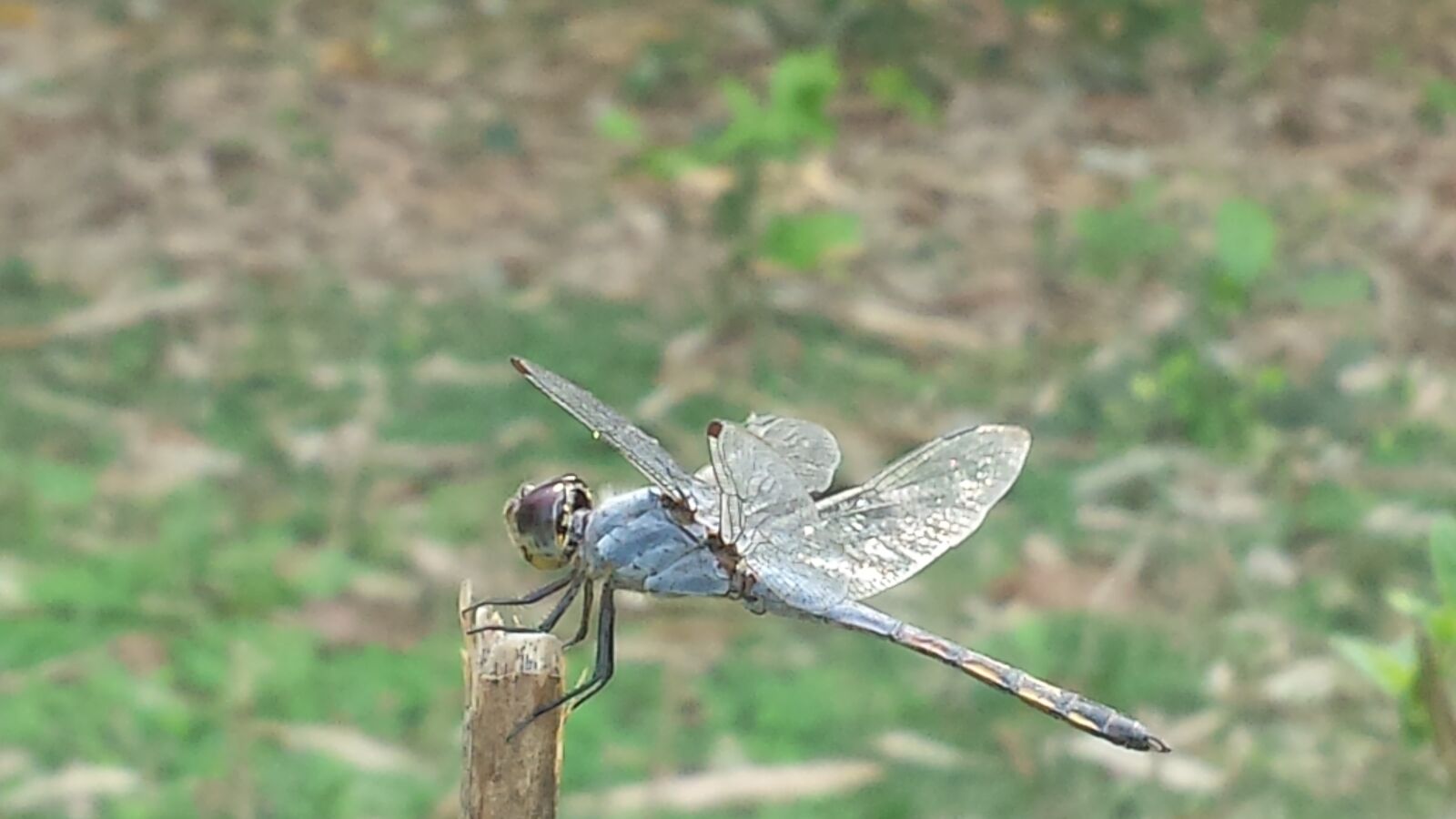 Samsung Galaxy S4 sample photo