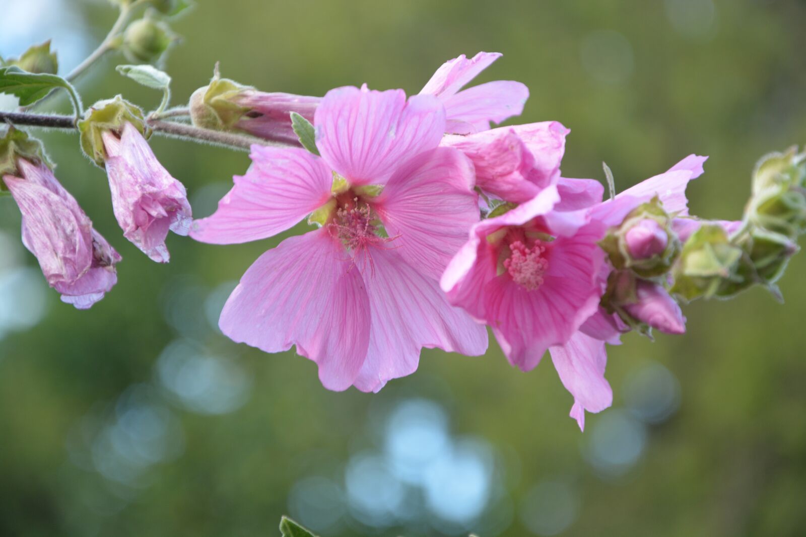 Nikon D5200 sample photo. Pink flowers, hibiscus, shrub photography