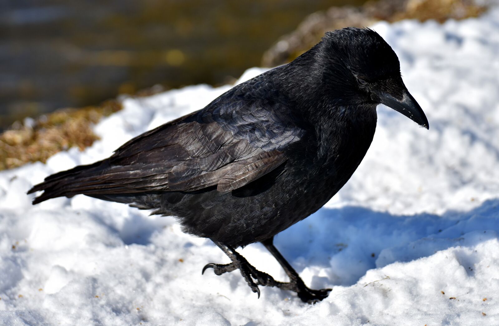 Nikon D7200 sample photo. Crow, animal, common raven photography