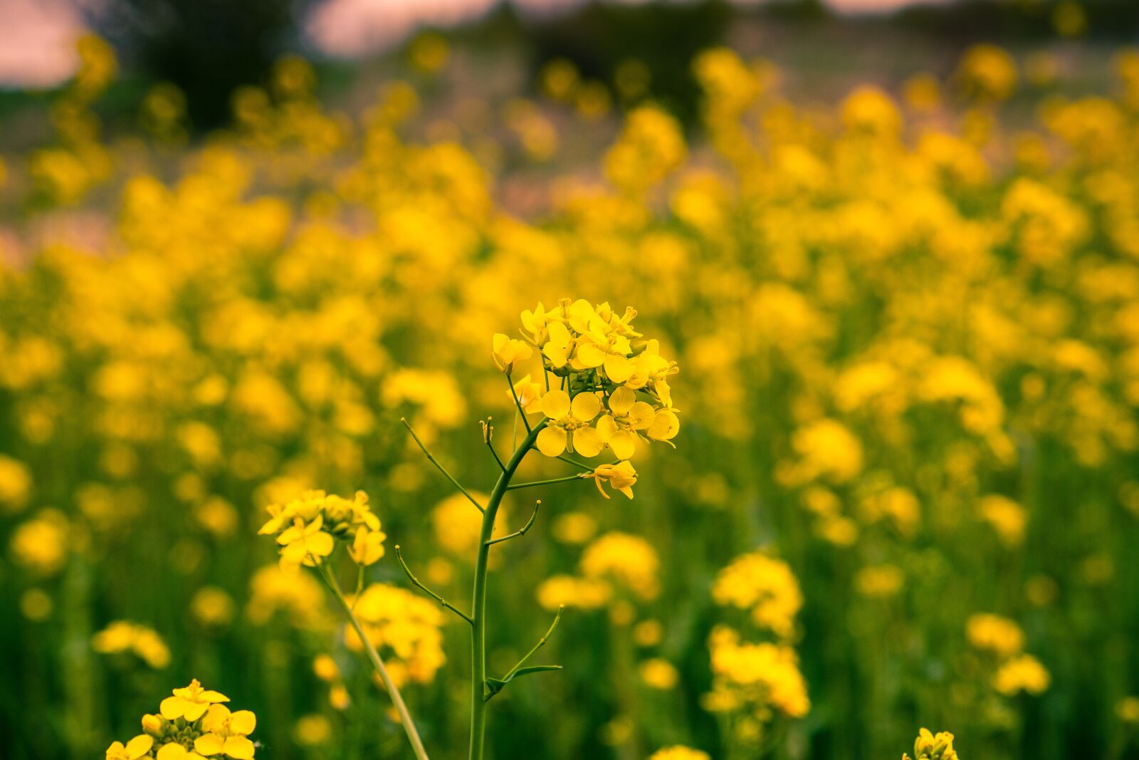 Fujifilm X-T10 sample photo. Flower, rapeseed, field photography