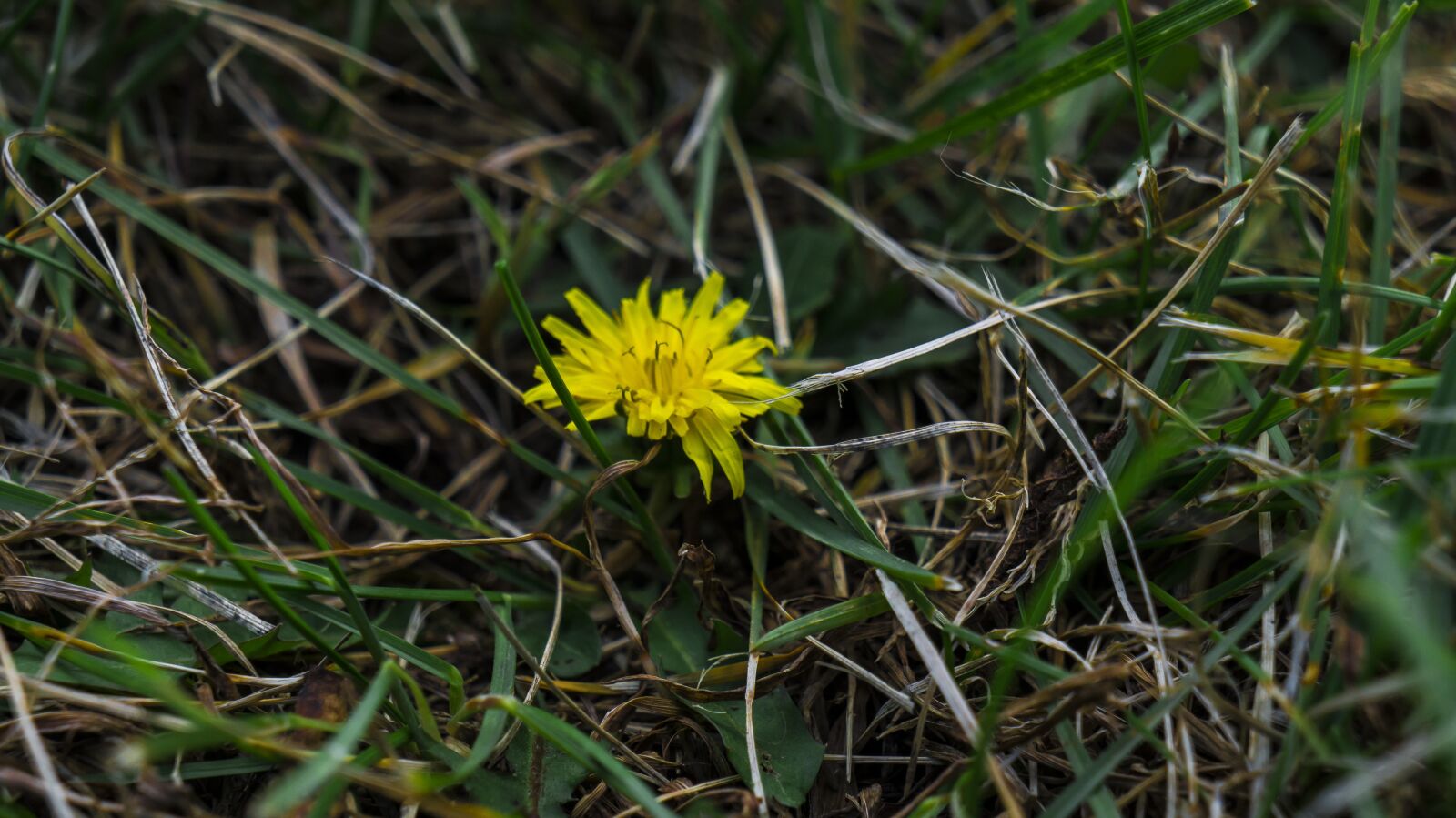 Sony Alpha a3000 + Sony E 18-55mm F3.5-5.6 OSS sample photo. Dandelion, grass, nature photography