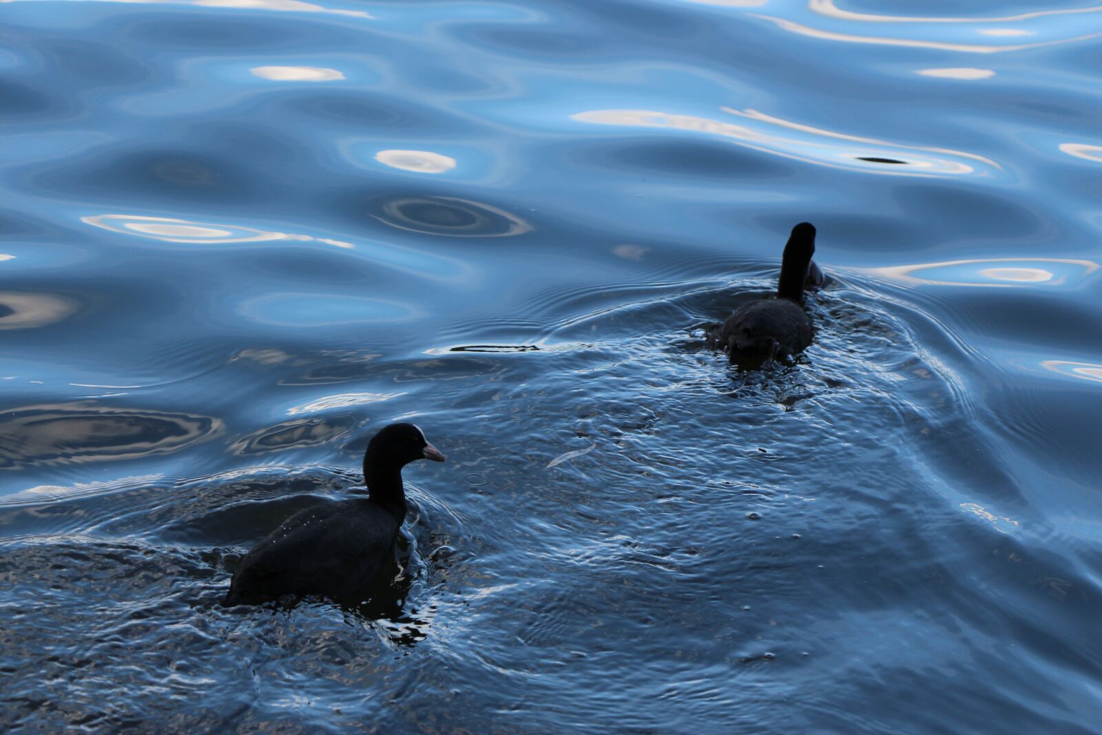 Canon EOS 650D (EOS Rebel T4i / EOS Kiss X6i) sample photo. Birds, coot, duck bird photography