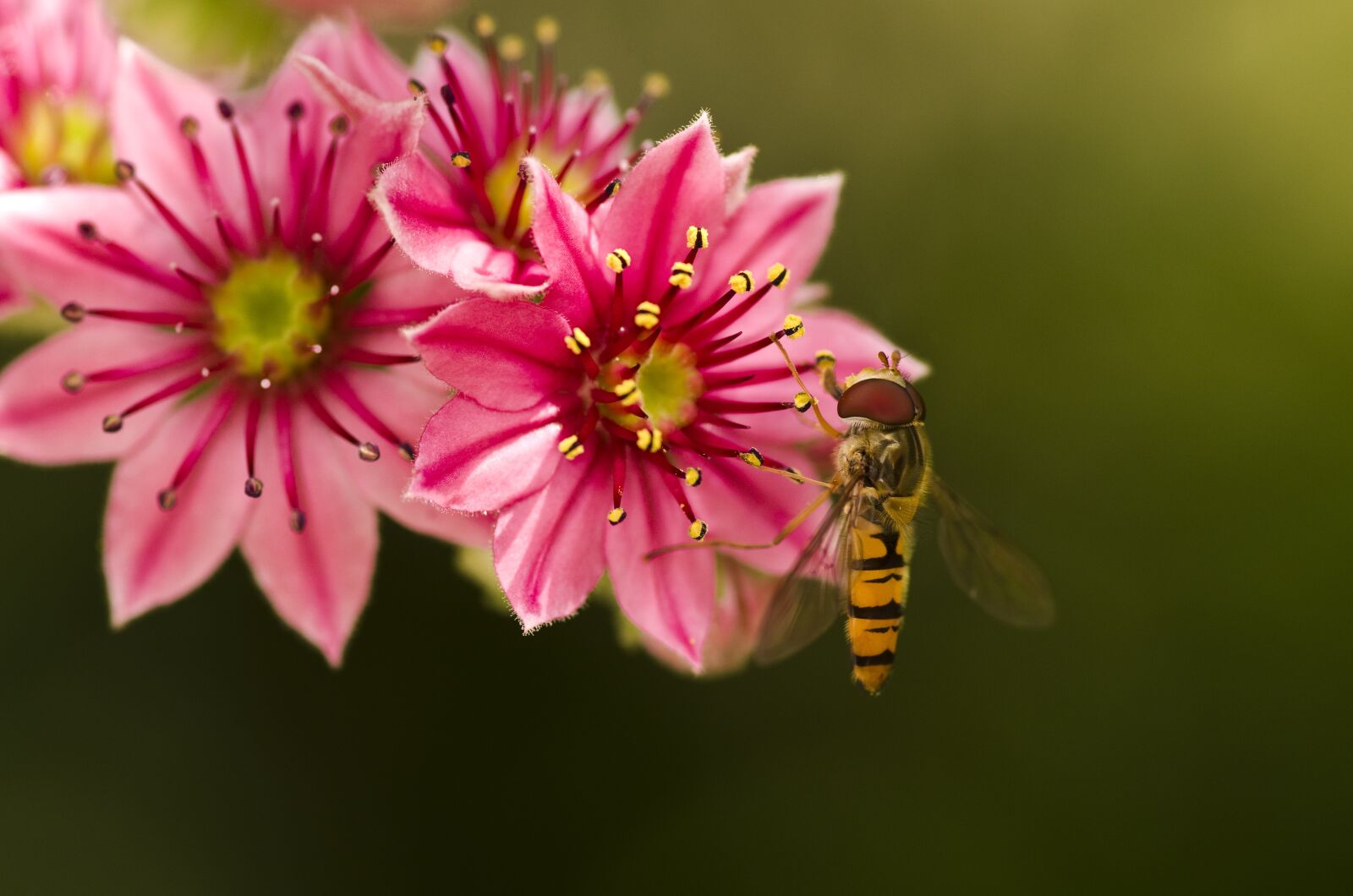 Pentax K-30 sample photo. Hoverfly, houseleek, garden photography
