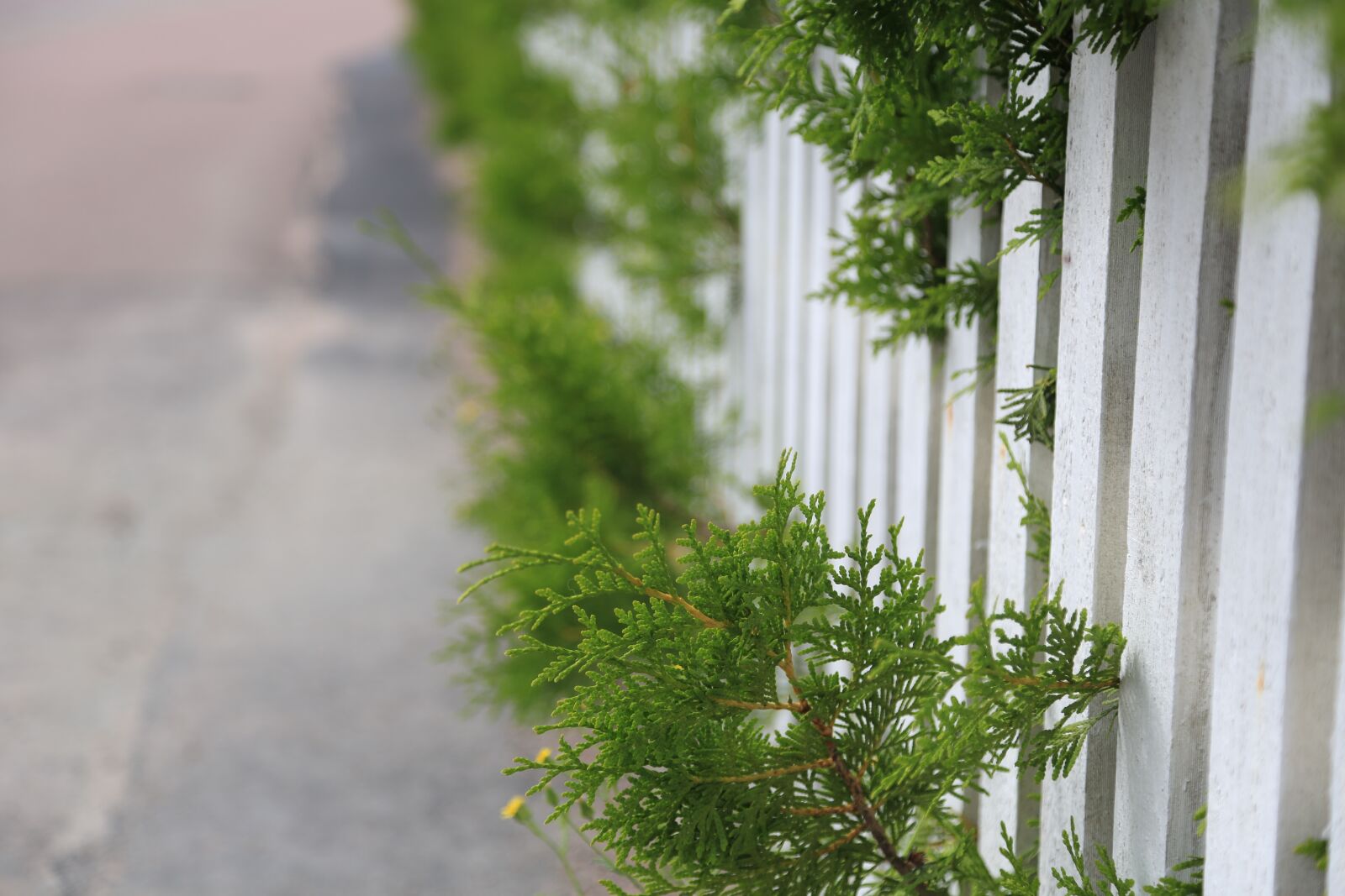 Canon EOS 5D Mark III sample photo. Plants, street, road photography