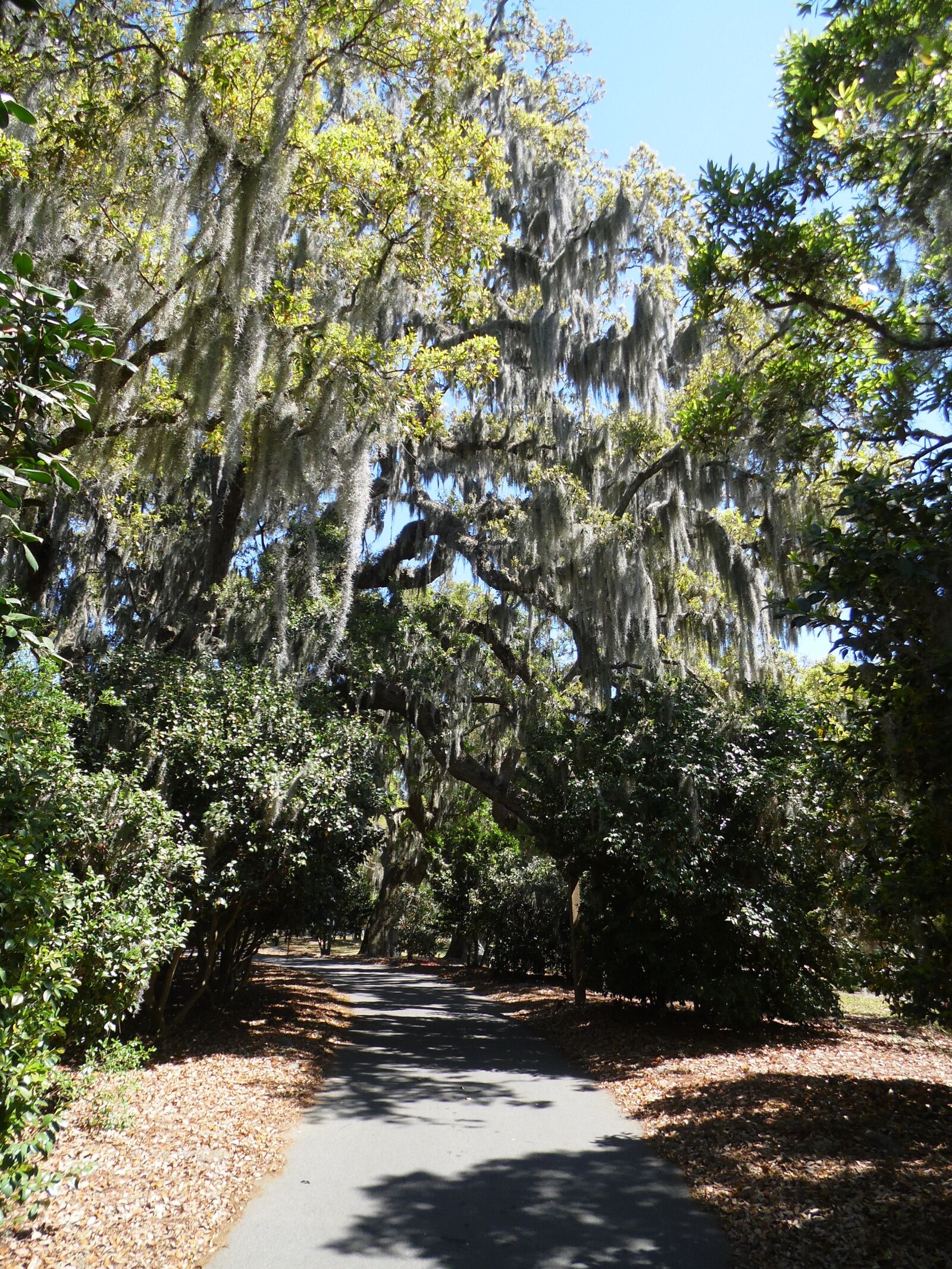 Samsung WB110/  WB111 sample photo. Trees, scenic, path photography
