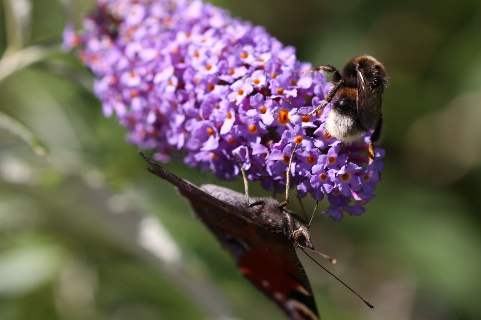 Canon EOS 450D (EOS Rebel XSi / EOS Kiss X2) sample photo. Butterfly, nature, insect photography