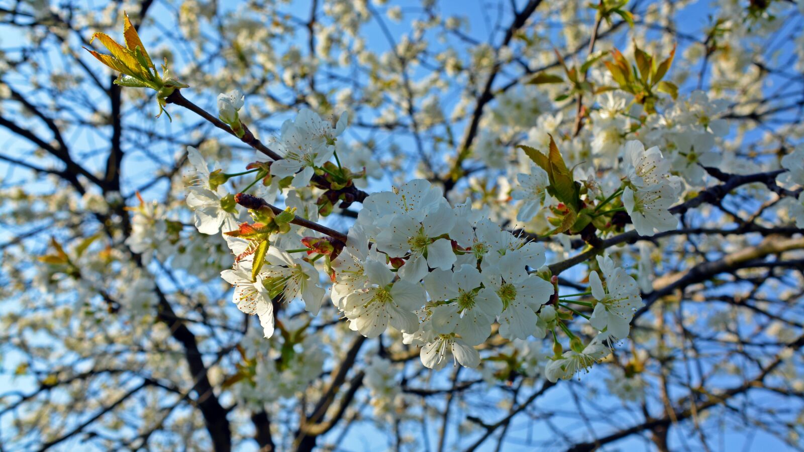 Nikon D5200 sample photo. Cherry blossom, blossom, bloom photography
