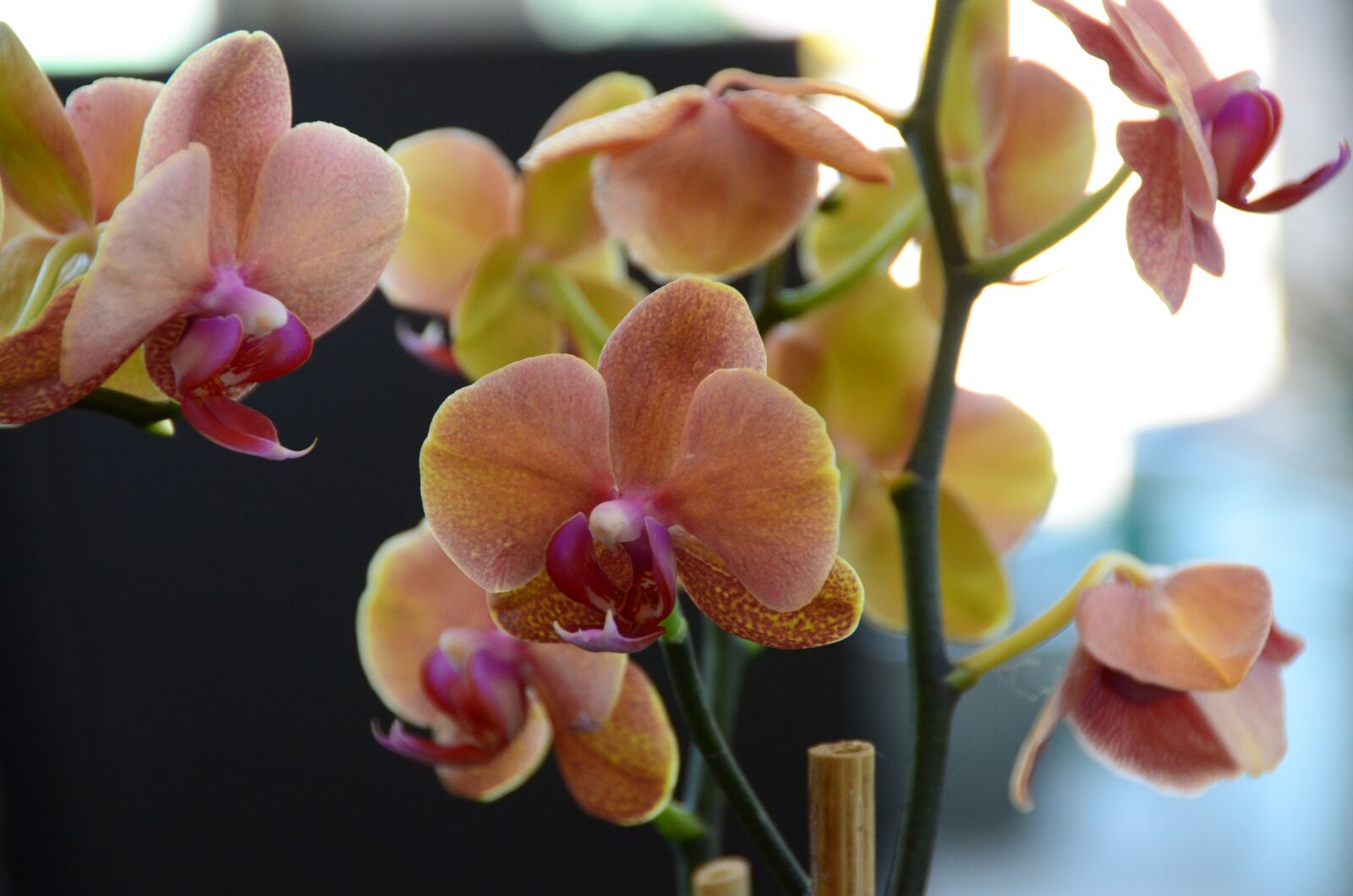 Nikon D7000 sample photo. Flower, close up, nature photography