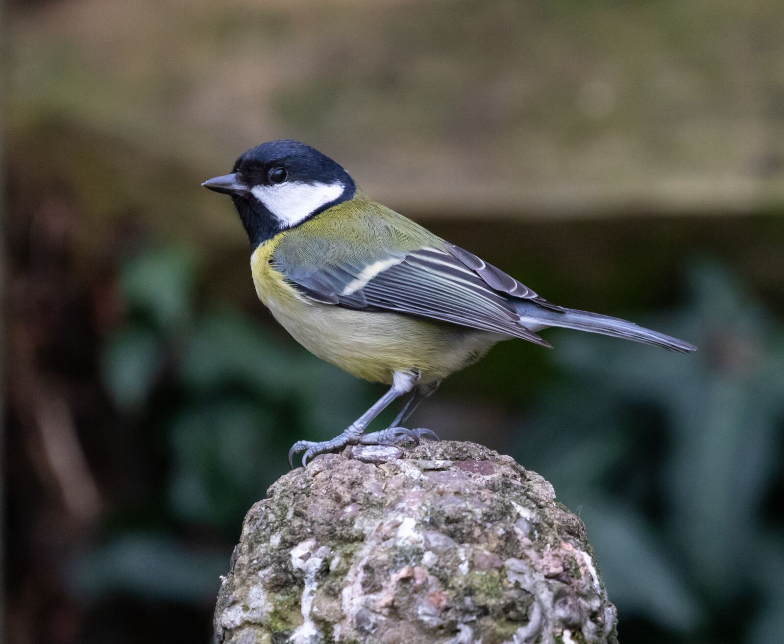 Canon EOS 7D Mark II sample photo. Great tit, feeding tit photography