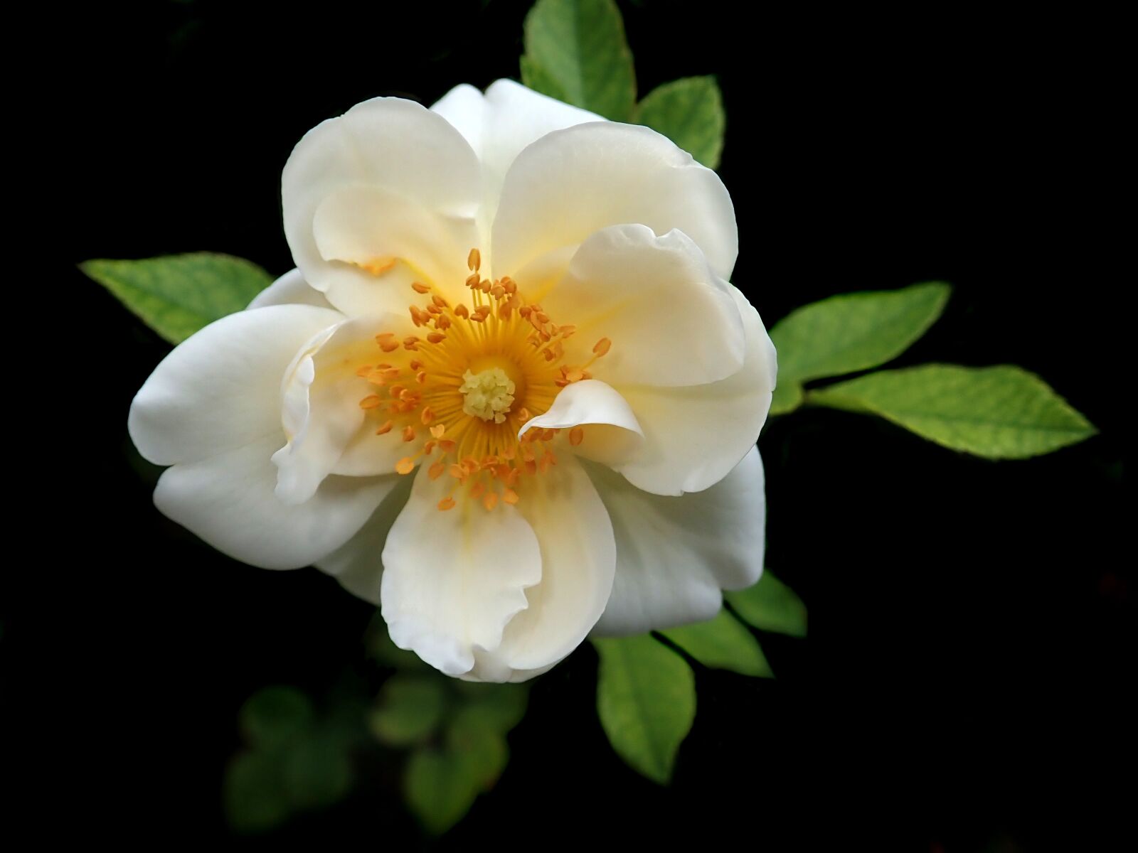 Olympus TG-5 sample photo. Rose, white, flower photography