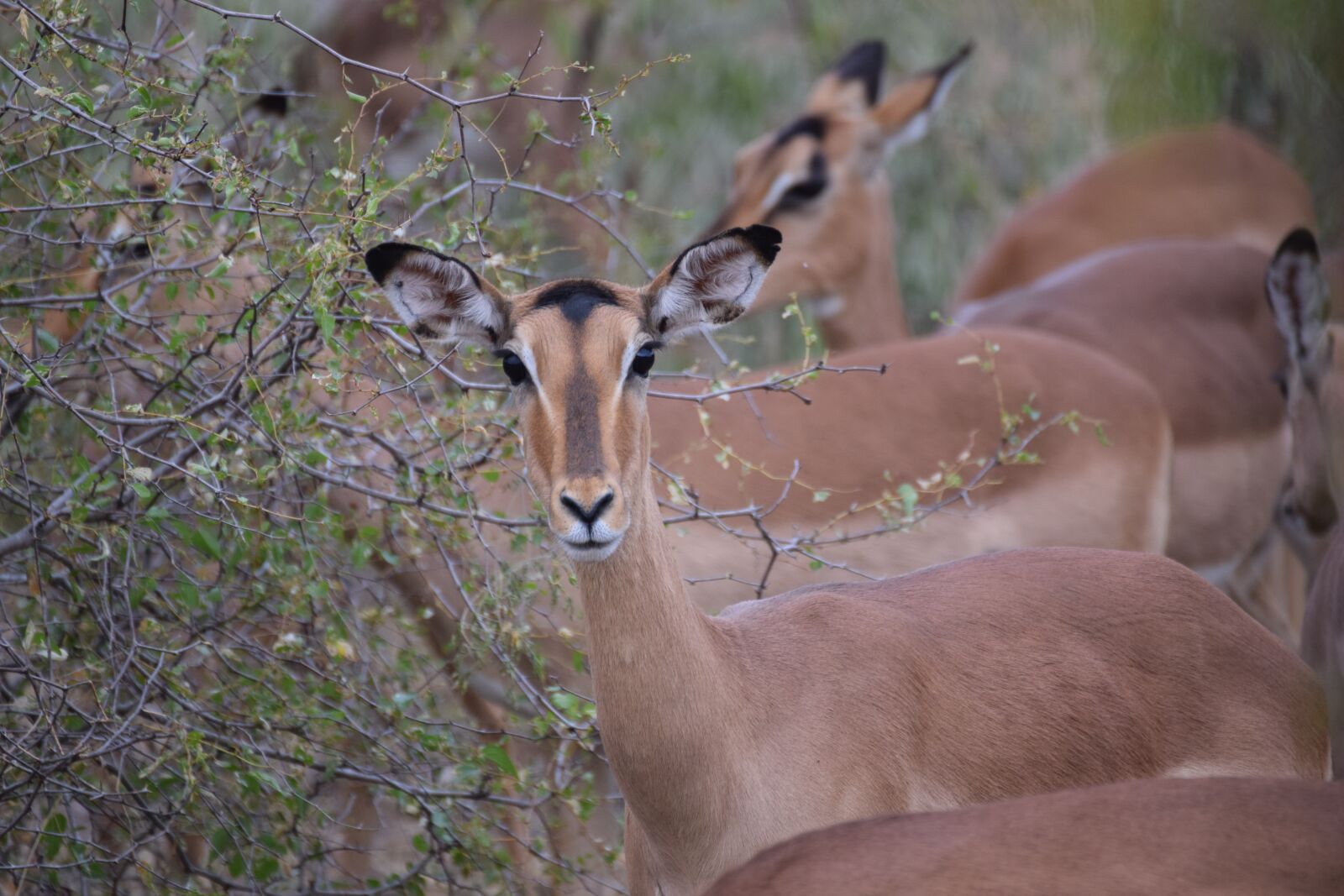 Nikon D5300 sample photo. Gamedrive, south africa, trip photography
