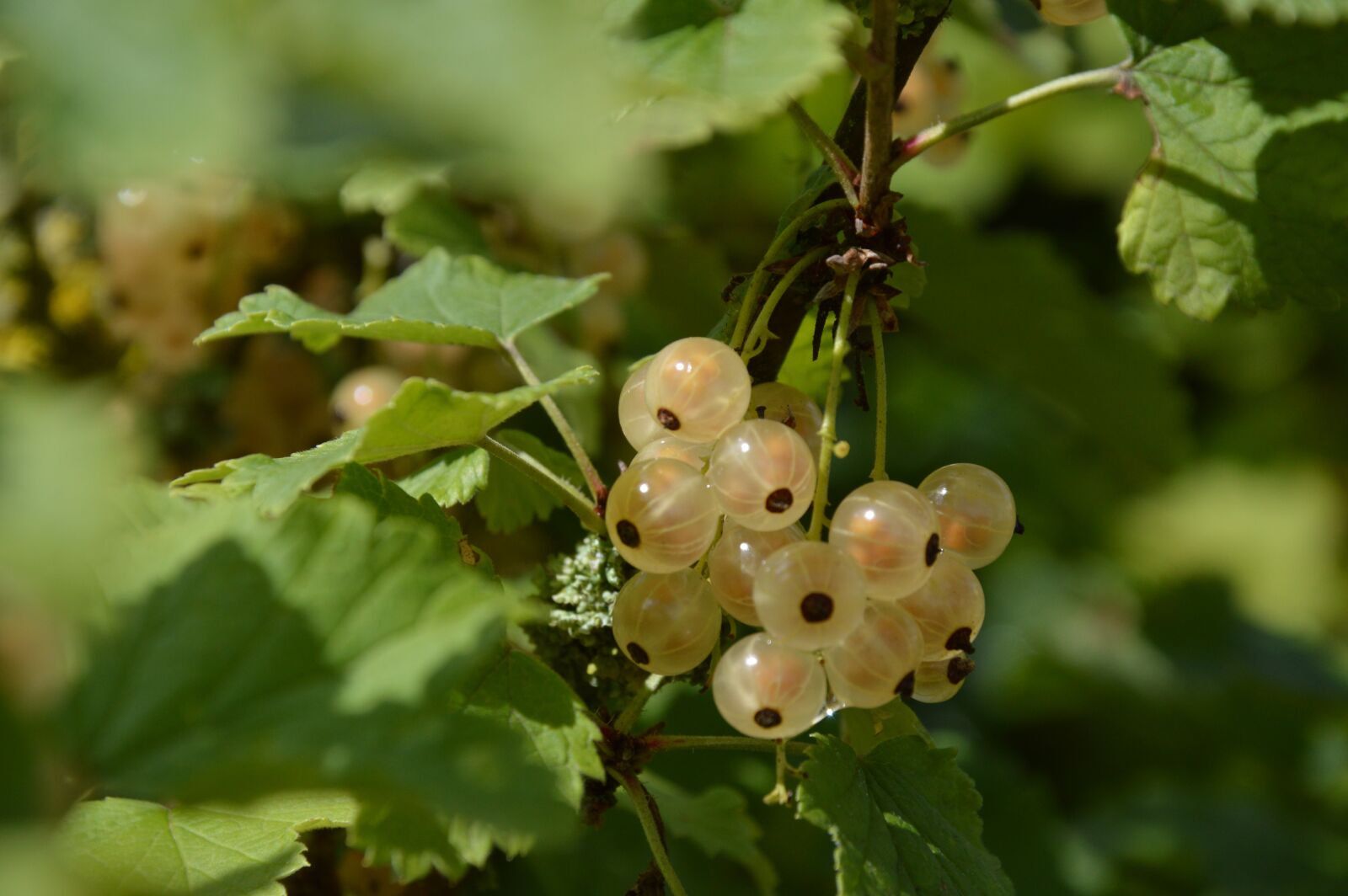 Nikon D3200 sample photo. Currants, white, ripe photography