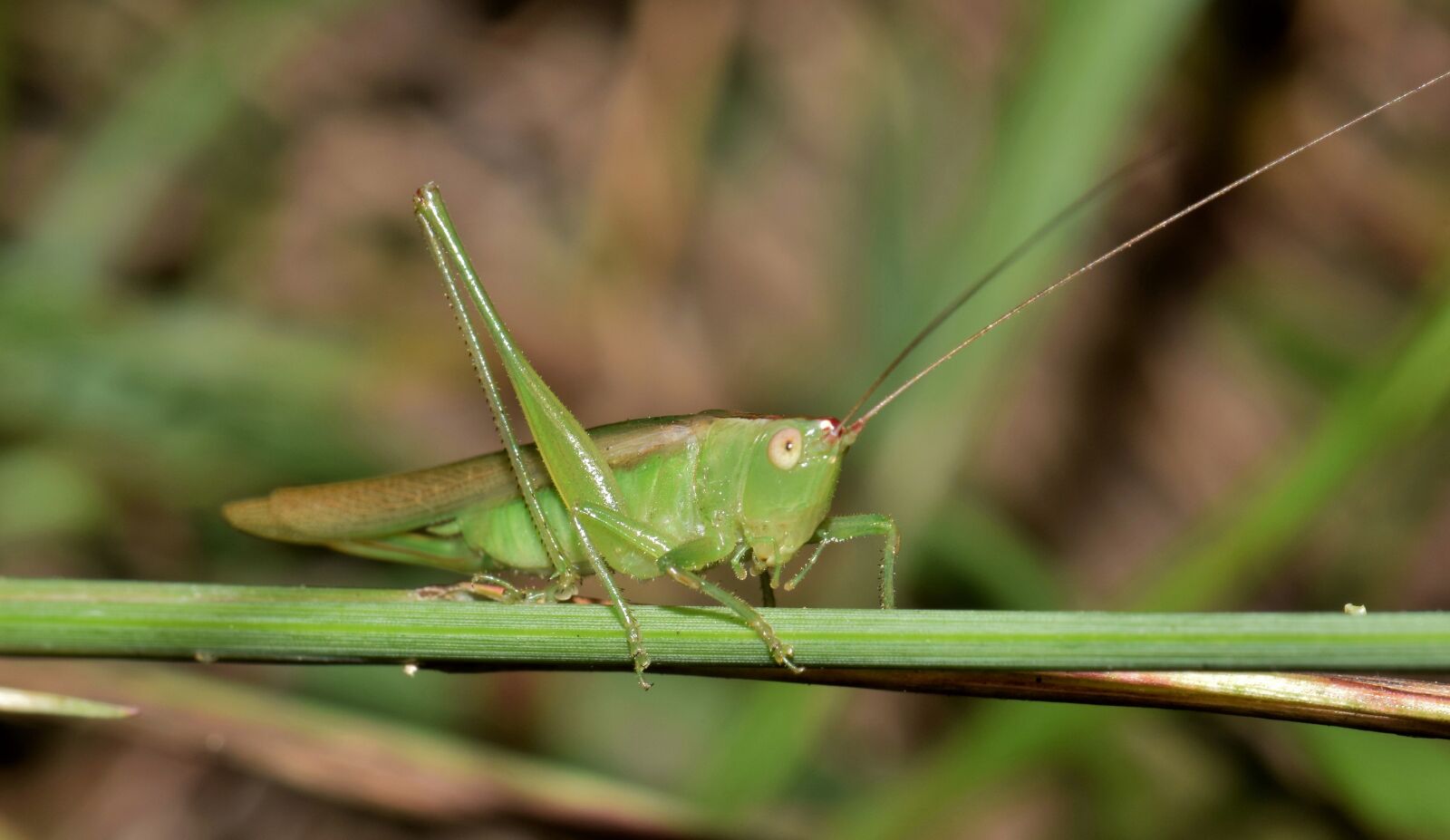 Nikon D5300 sample photo. Katydid, meadow katydid, grasshopper photography