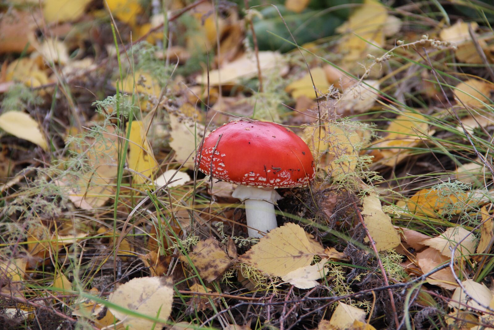 Canon EOS 600D (Rebel EOS T3i / EOS Kiss X5) sample photo. Muhamor, autumn, foliage photography