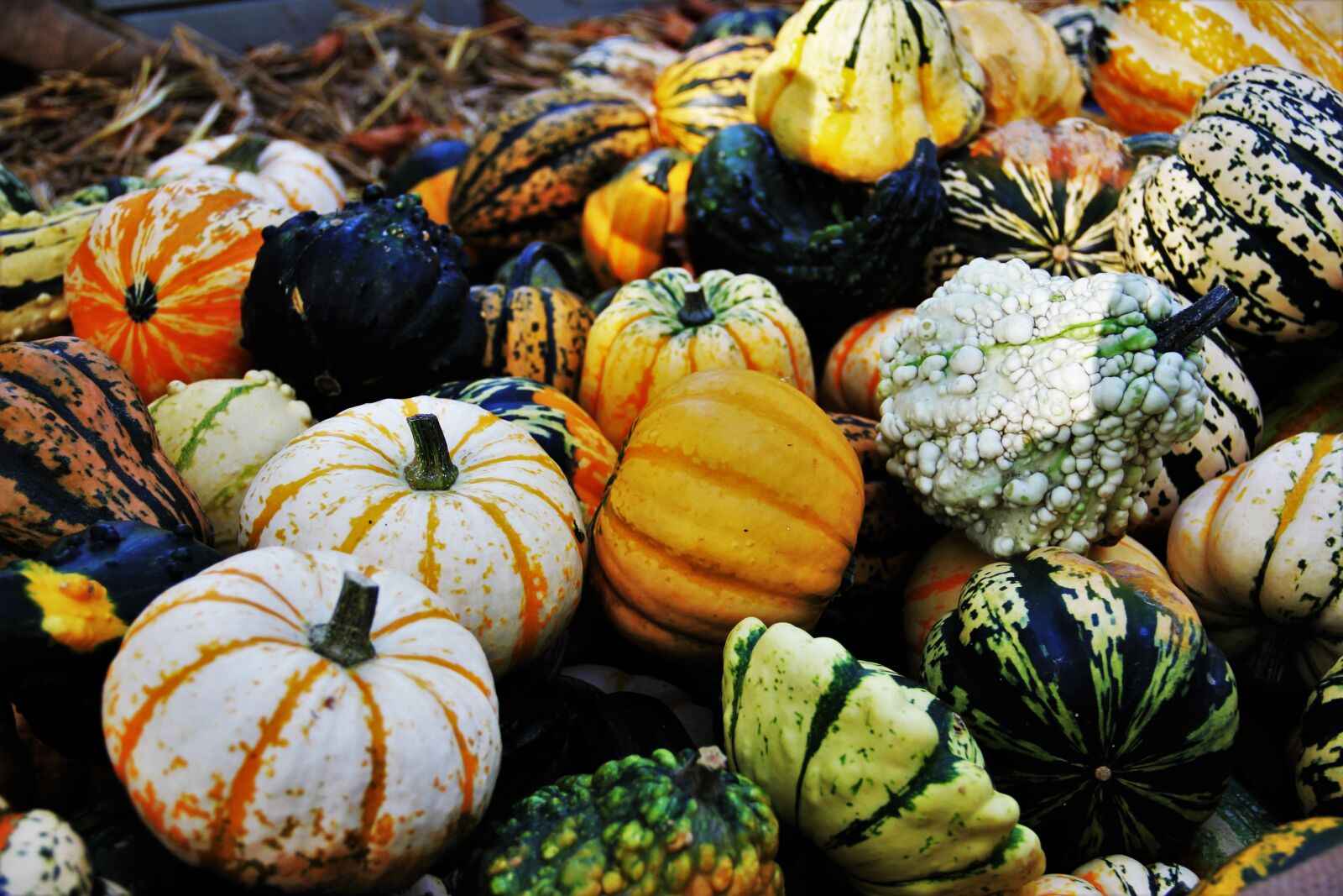 Canon EOS 550D (EOS Rebel T2i / EOS Kiss X4) sample photo. Thanksgiving, decorative squashes, seasonal photography