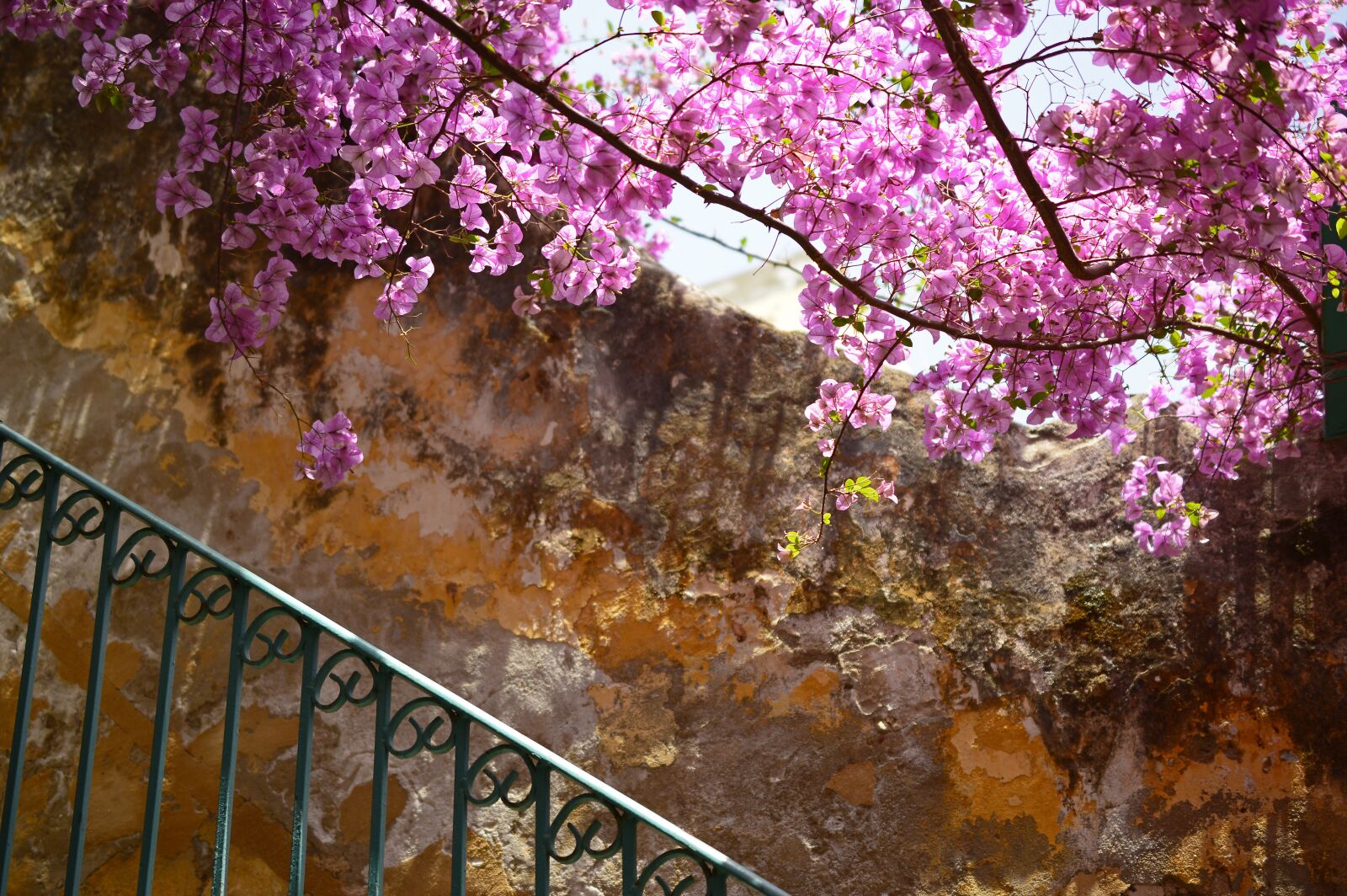 Nikon D3200 sample photo. Bougainvillea, flowers, four o'clock photography