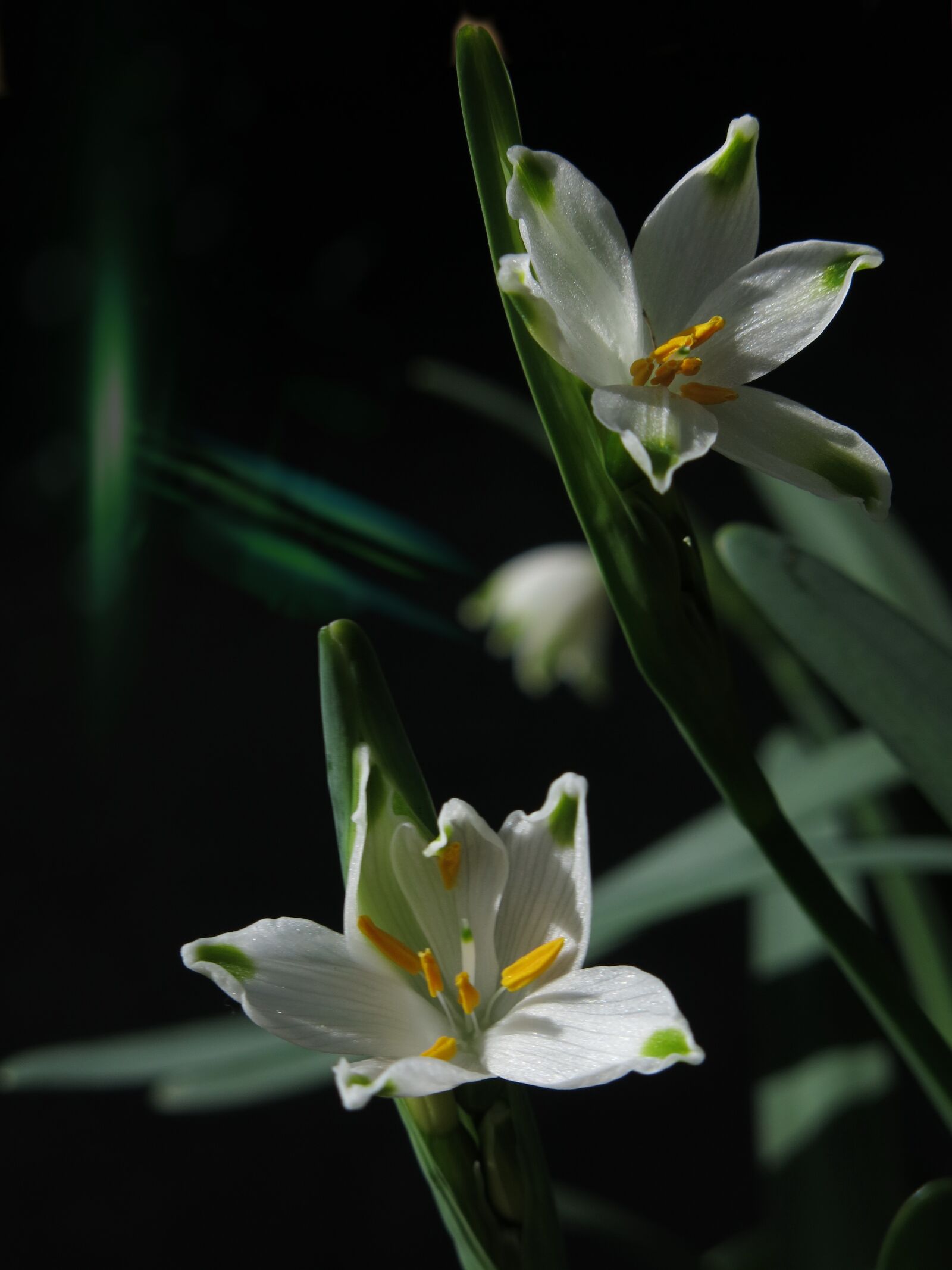 Canon PowerShot G15 sample photo. Snowflake, spring, flower photography