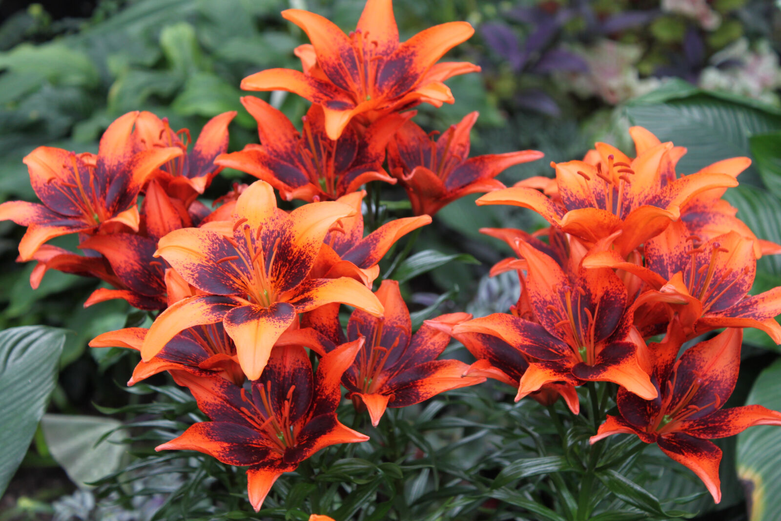 Canon EF-S 18-55mm F3.5-5.6 IS sample photo. Flower, lilies photography