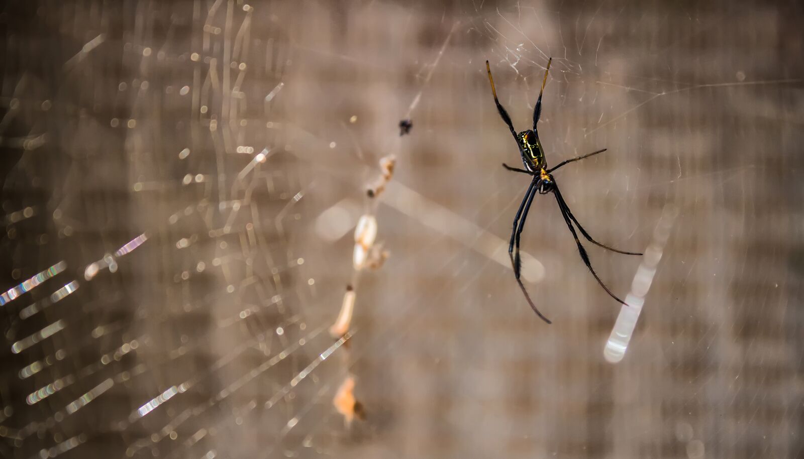 Canon EOS 100D (EOS Rebel SL1 / EOS Kiss X7) sample photo. Spider, web, nature photography