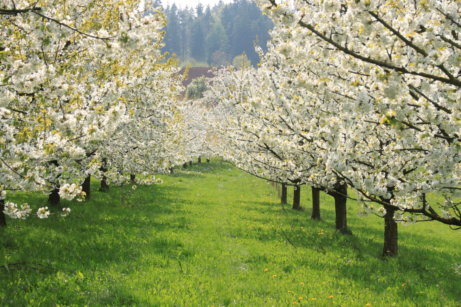 Canon EOS 500D (EOS Rebel T1i / EOS Kiss X3) sample photo. Cherry blossom, franconian switzerland photography