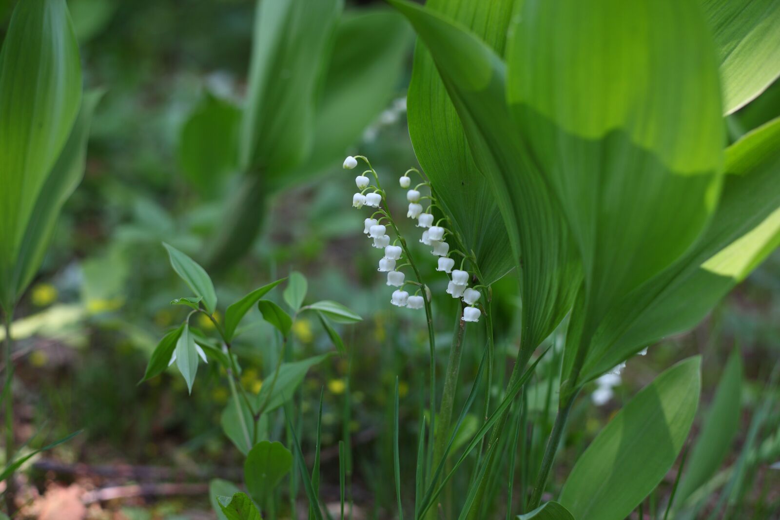 Canon EOS 5D Mark II sample photo. Leaf, plants, nature photography