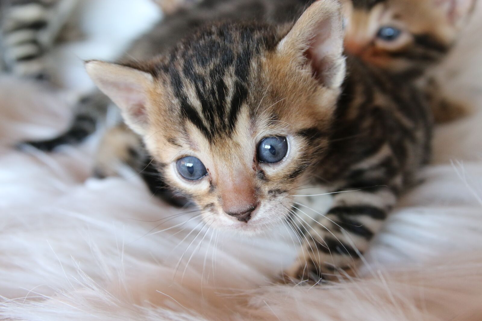 Canon EOS 70D sample photo. Bengal, bengal kitten, kitten photography