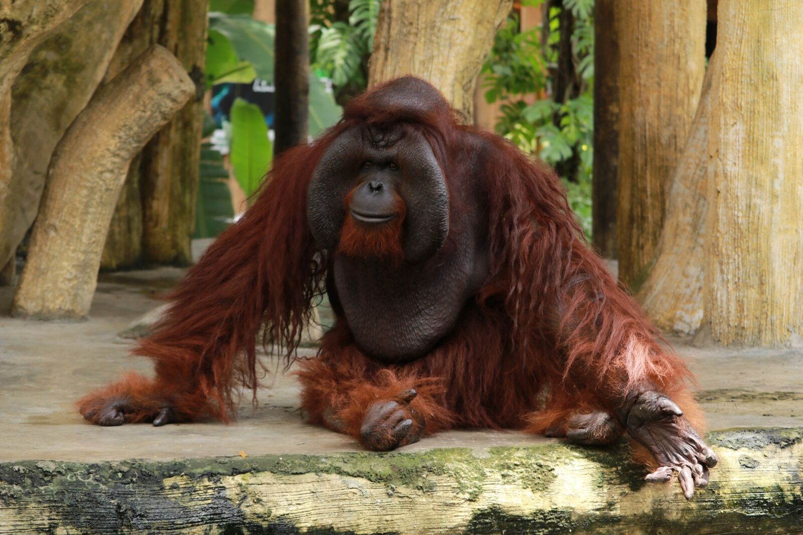 Canon EOS 80D sample photo. Monkey, wildlife, zoo photography