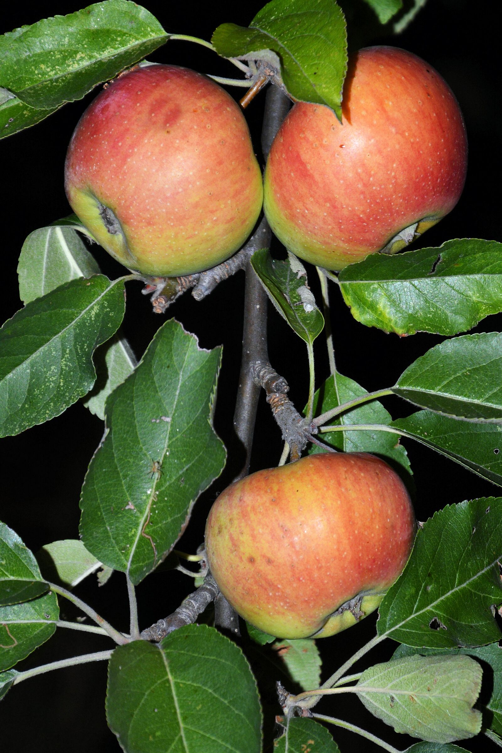 Nikon D3200 sample photo. Apple, apple tree, branch photography